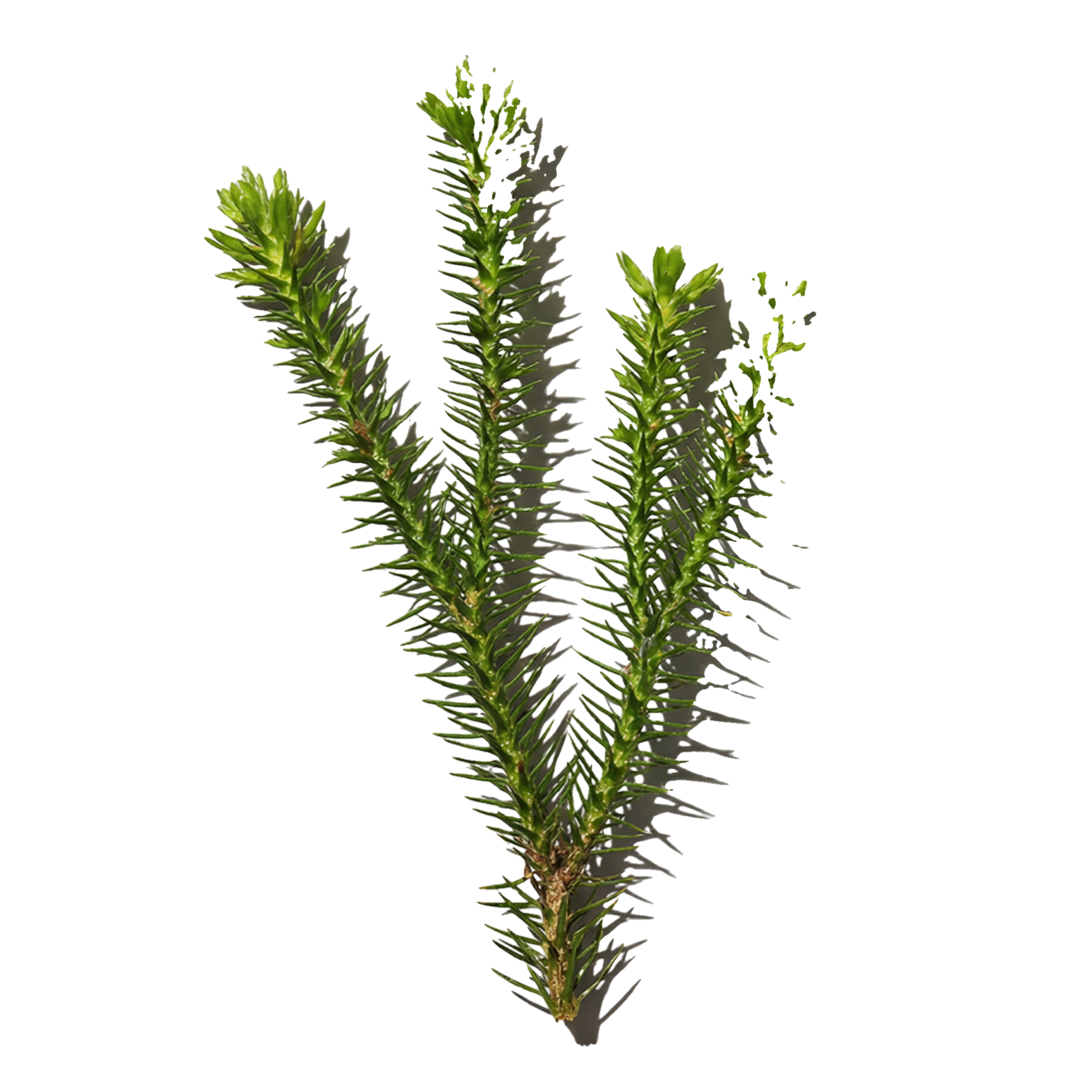 Green branching plant sprigs with narrow, densely spaced leaves.
