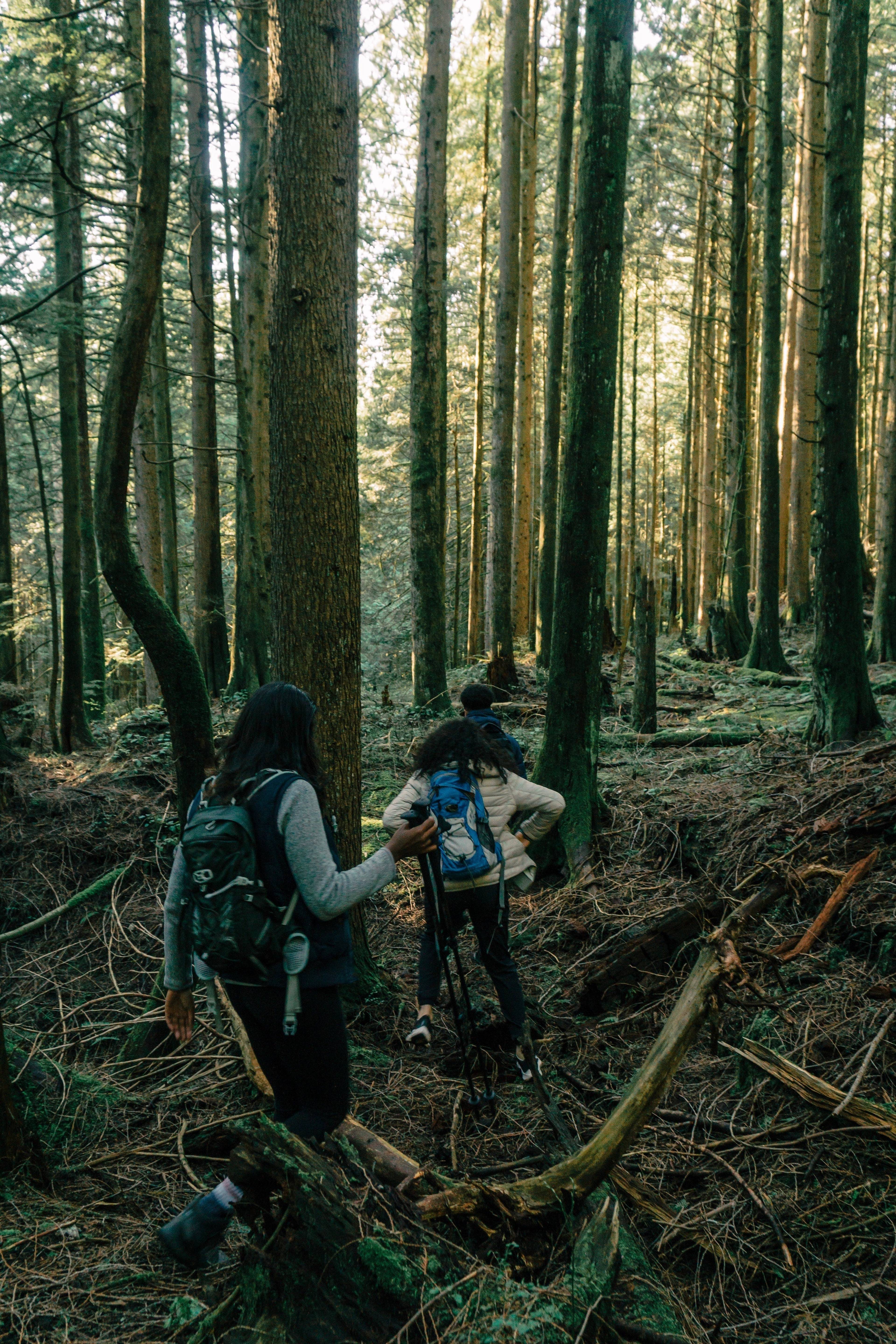 Three hikers with backpacks walking through a dense forest.