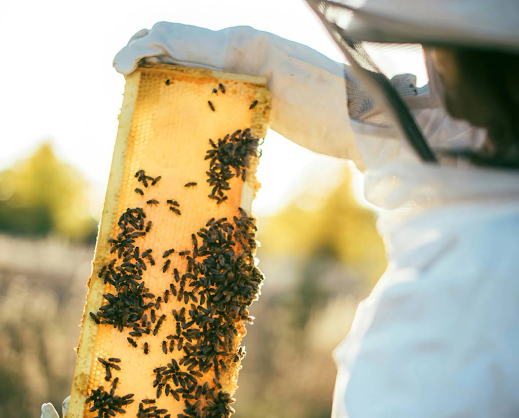 Beekeeper in protective clothing holding a honeycomb frame covered with bees outdoors.