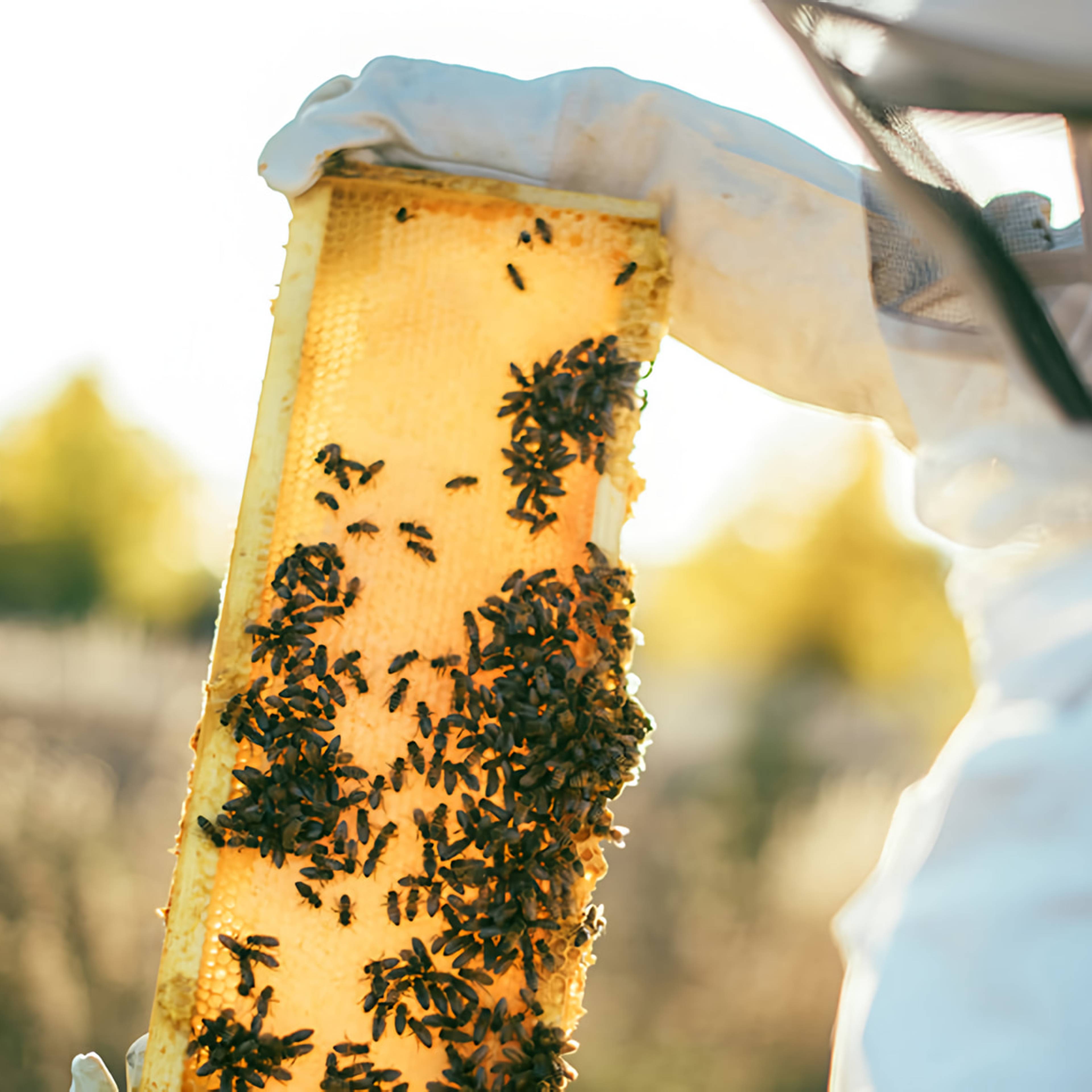 Beekeeper in protective clothing holding a honeycomb frame covered with bees outdoors.