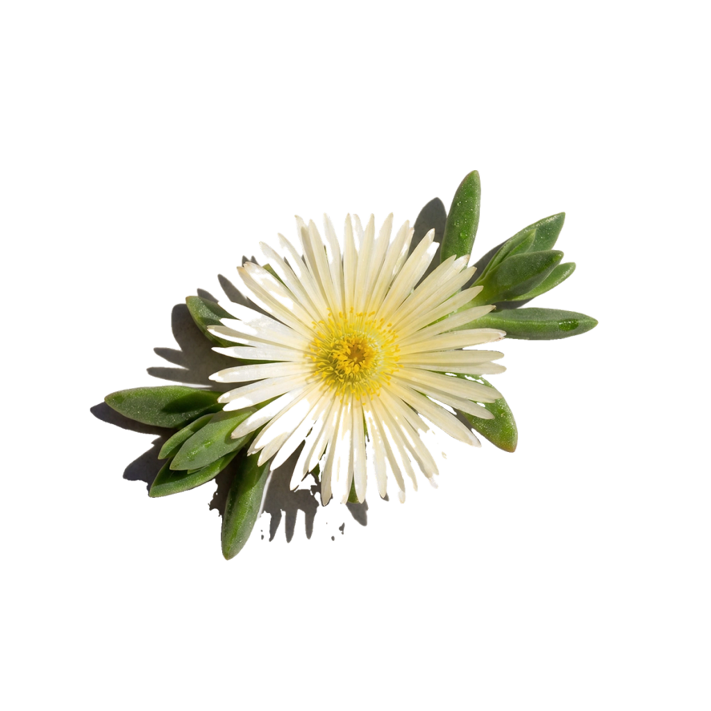 White flower with green leaves.
