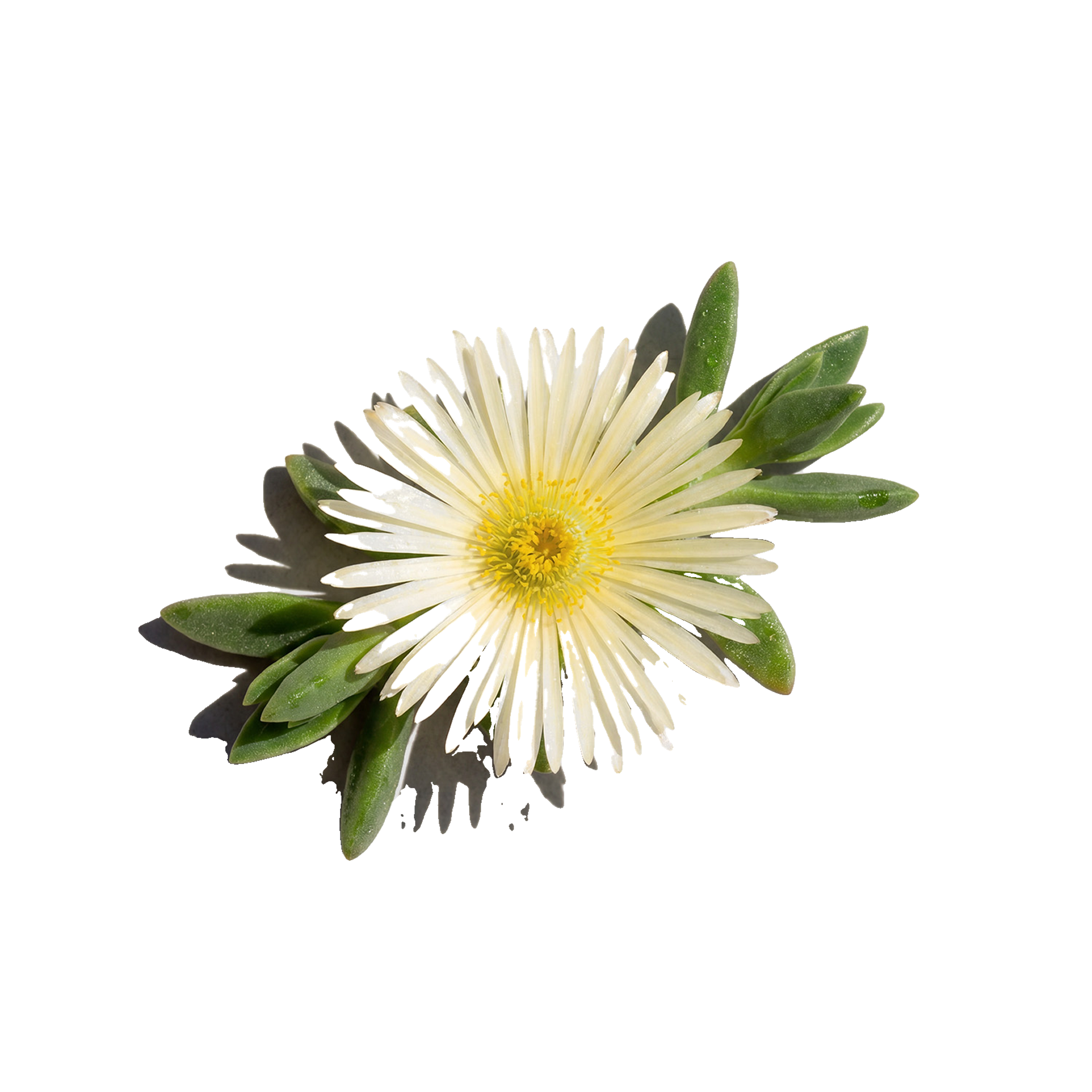 White flower with green leaves.