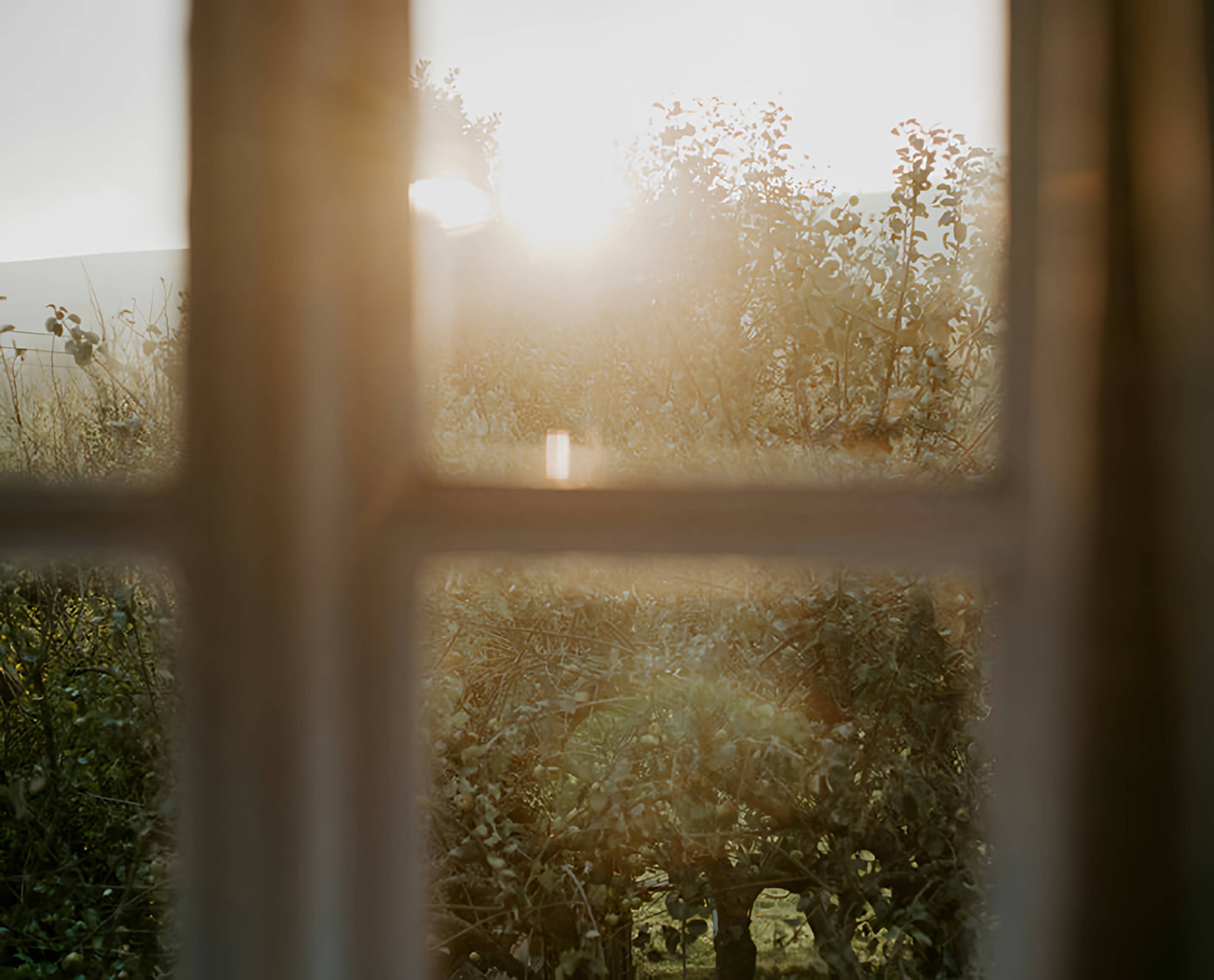 Sunlight shining through a window onto leafy plants outside.