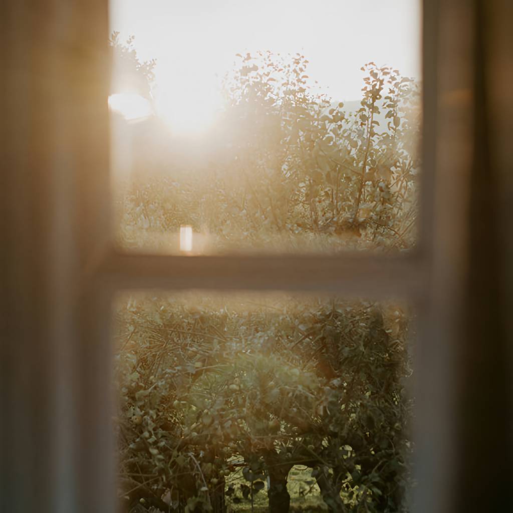 Sunlight shining through a window onto leafy plants outside.