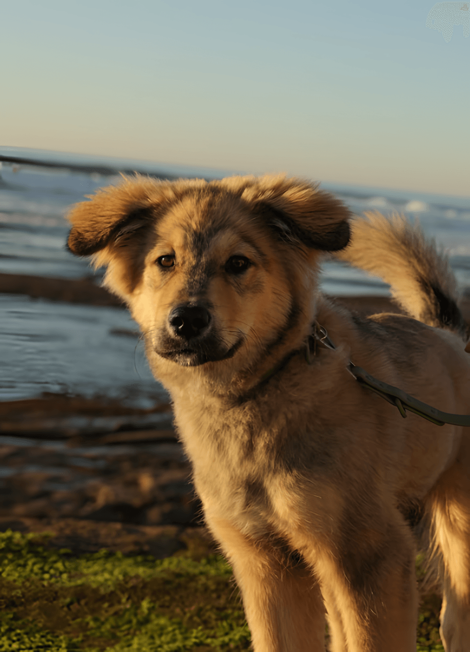 Tan dog on a leash standing near the water at sunset.