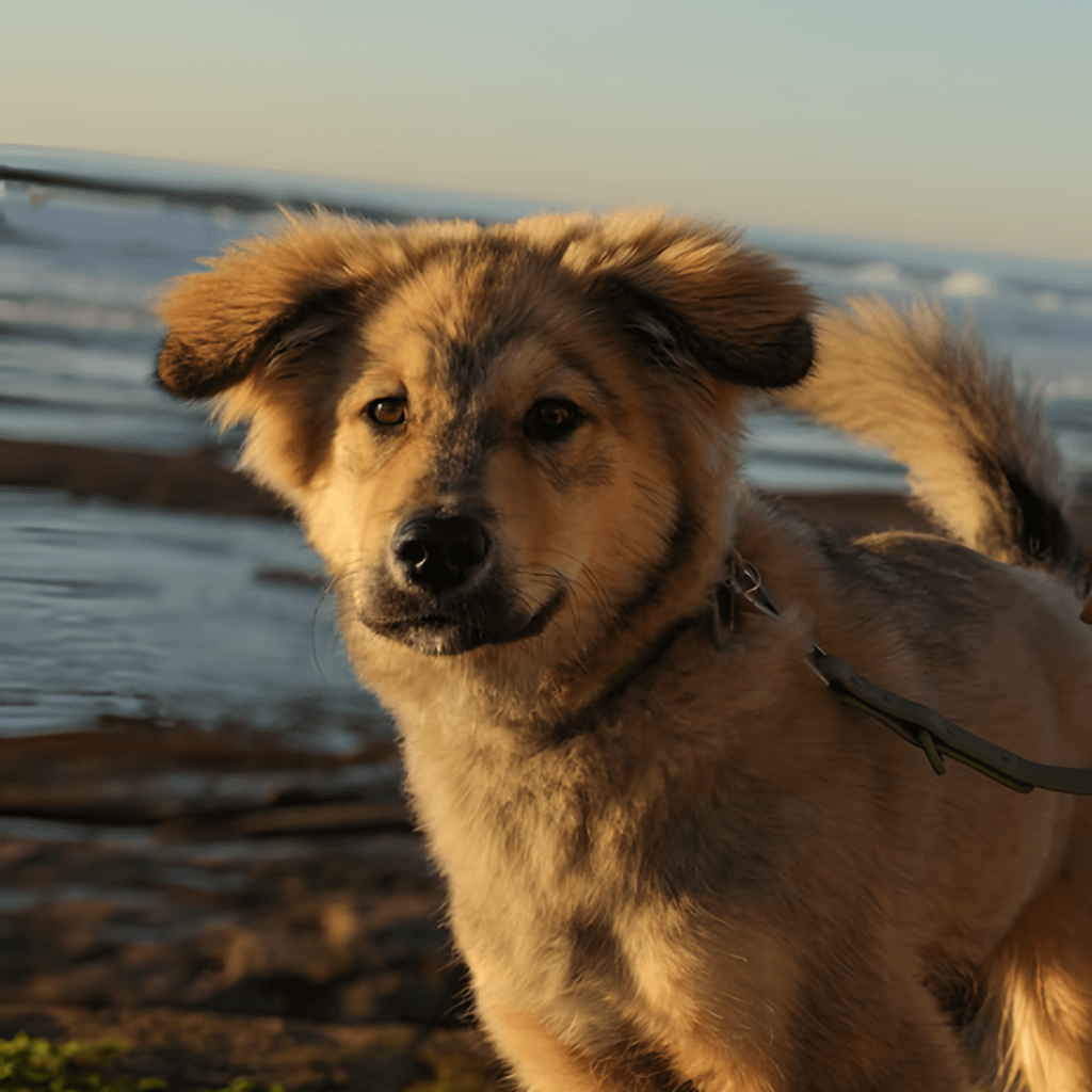 Tan dog on a leash standing near the water at sunset.