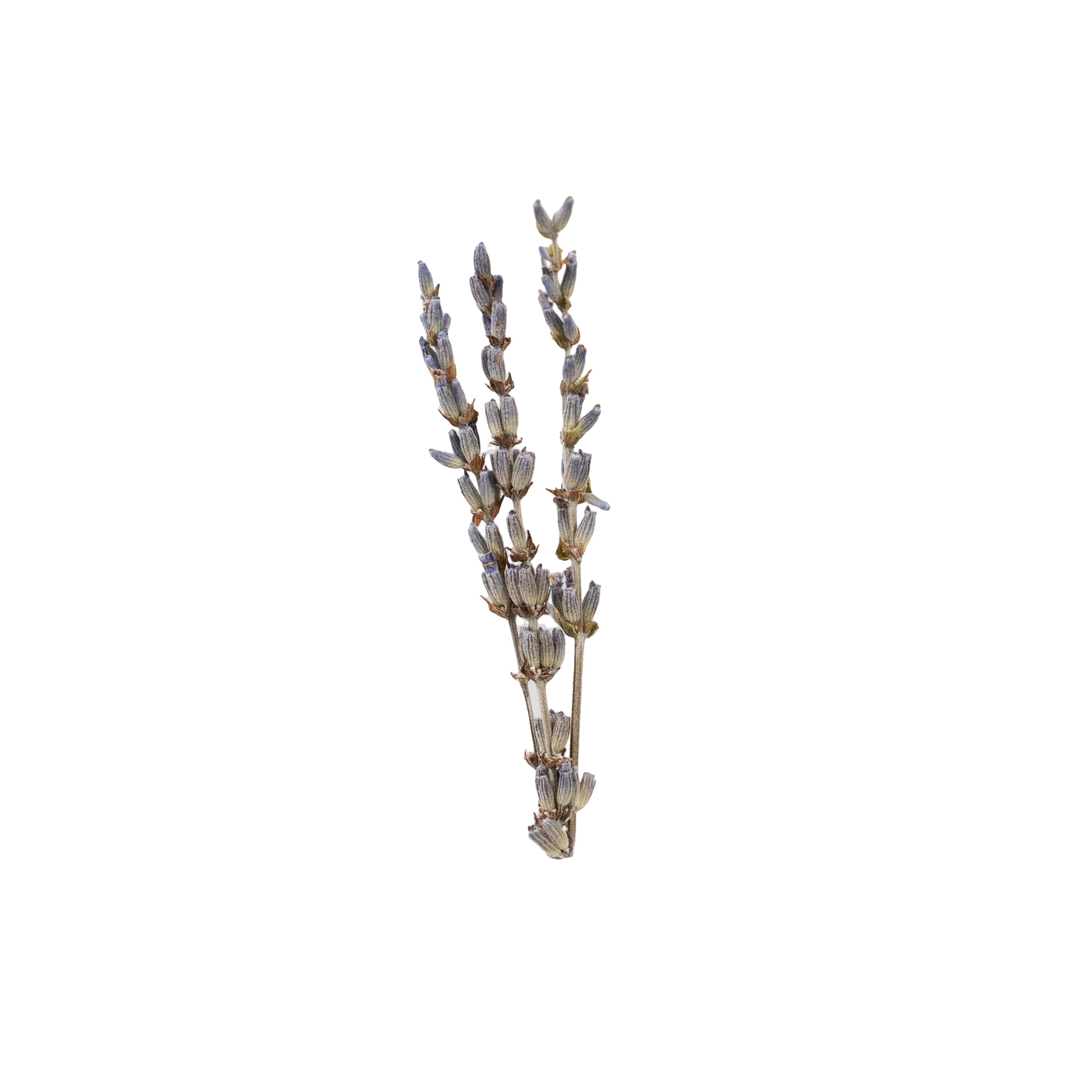 Sprig of dried lavender with narrow purple flower spikes, illustrating the lavender extract ingredient.