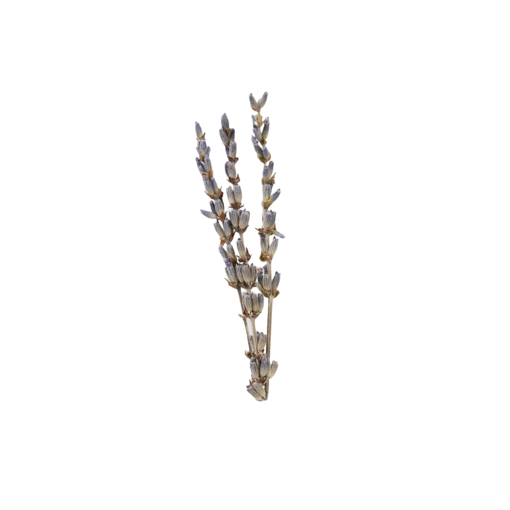 Sprig of dried lavender with narrow purple flower spikes, illustrating the lavender extract ingredient.