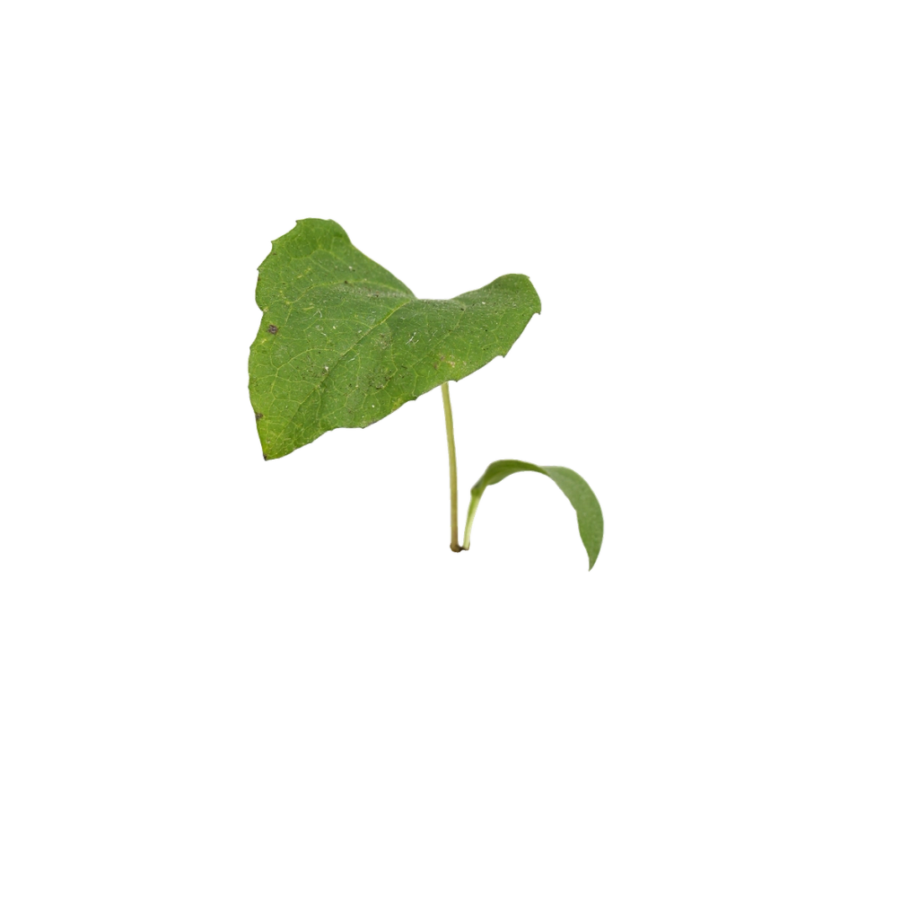 Green plant sprig with a broad, veined leaf and a smaller curled leaf, used to represent an ingredient.