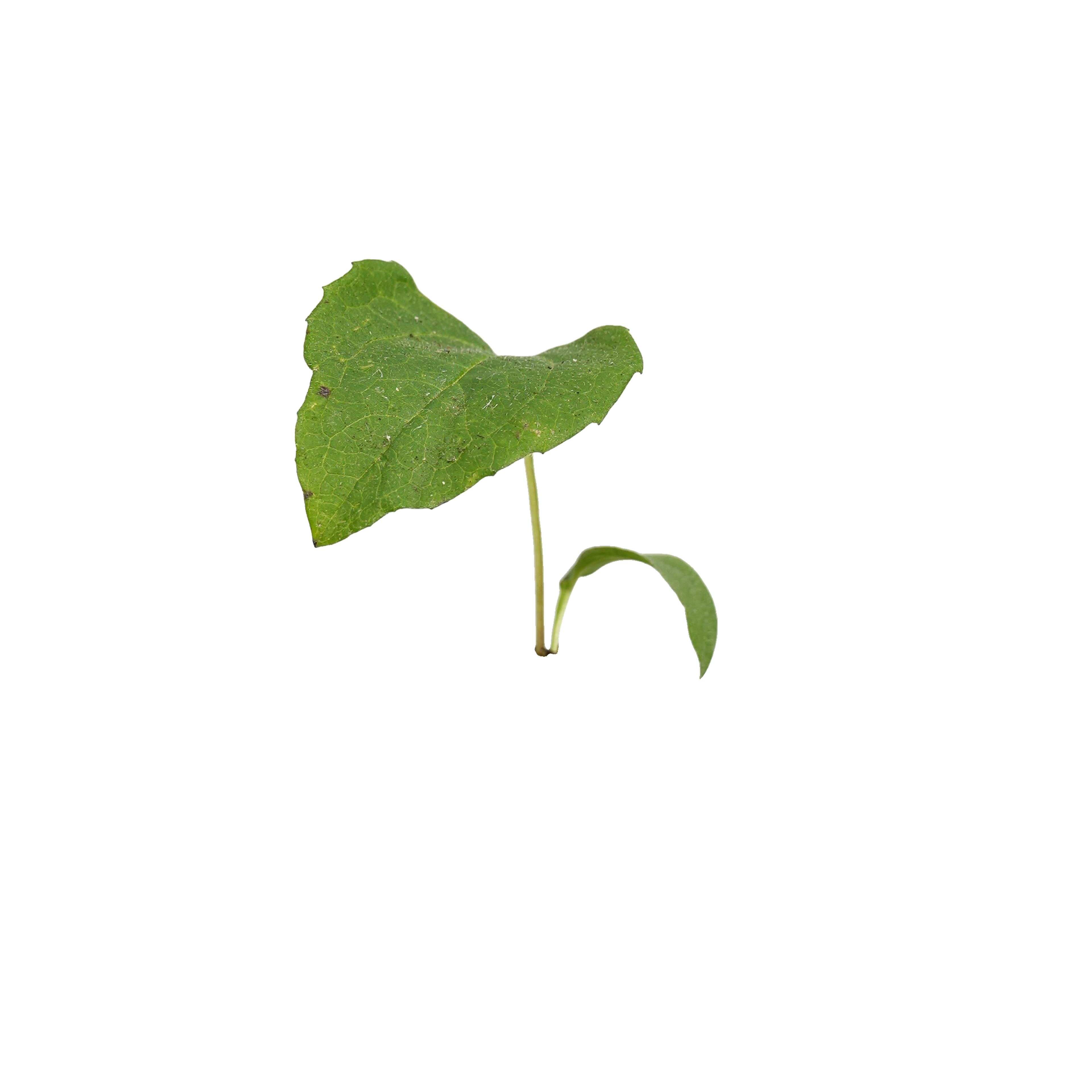 Green plant sprig with a broad, veined leaf and a smaller curled leaf, used to represent an ingredient.