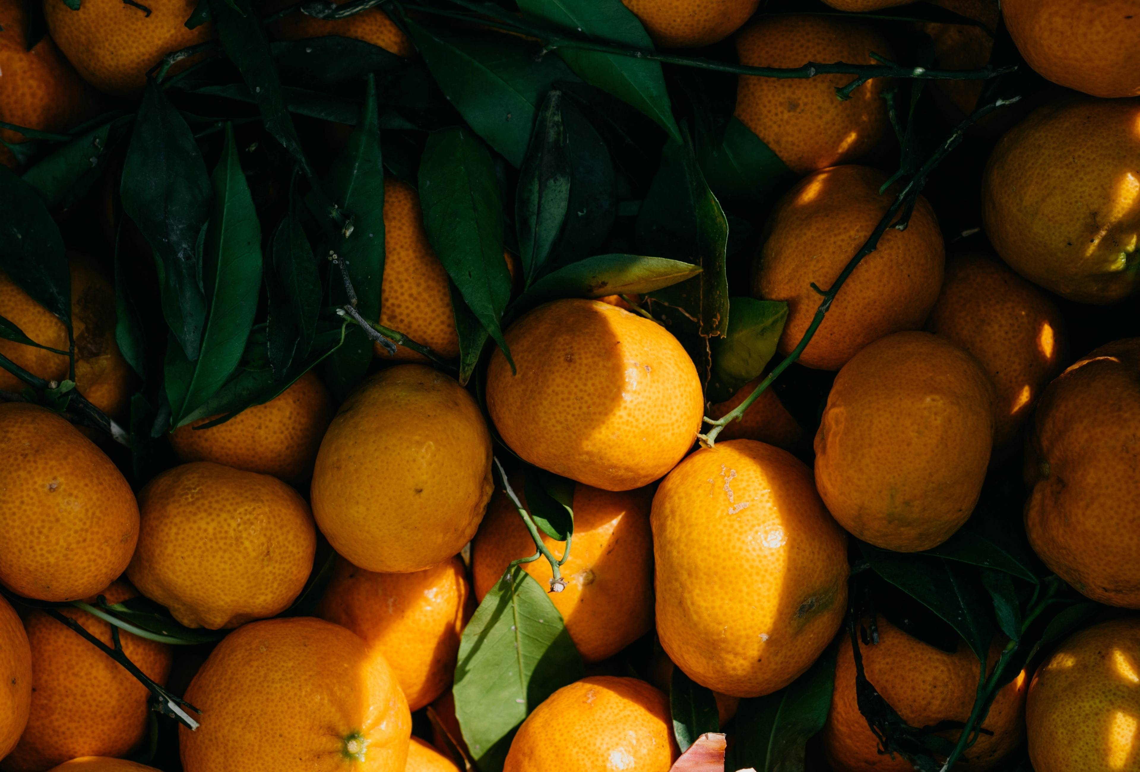 A pile of orange citrus fruit among dark green leaves, lit by patches of sunlight.