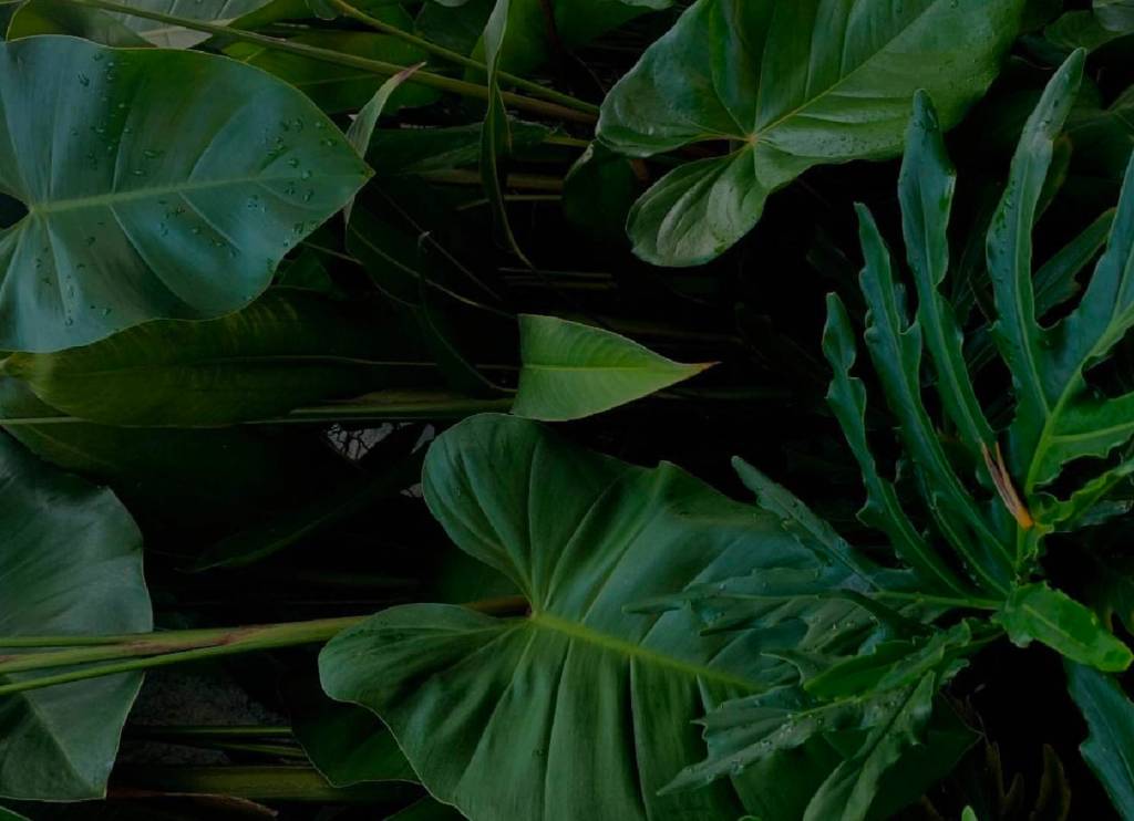 Dark green tropical leaves with water droplets