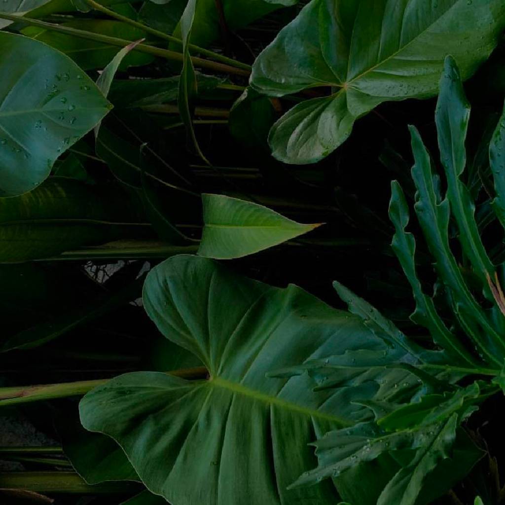 Dark green tropical leaves with water droplets