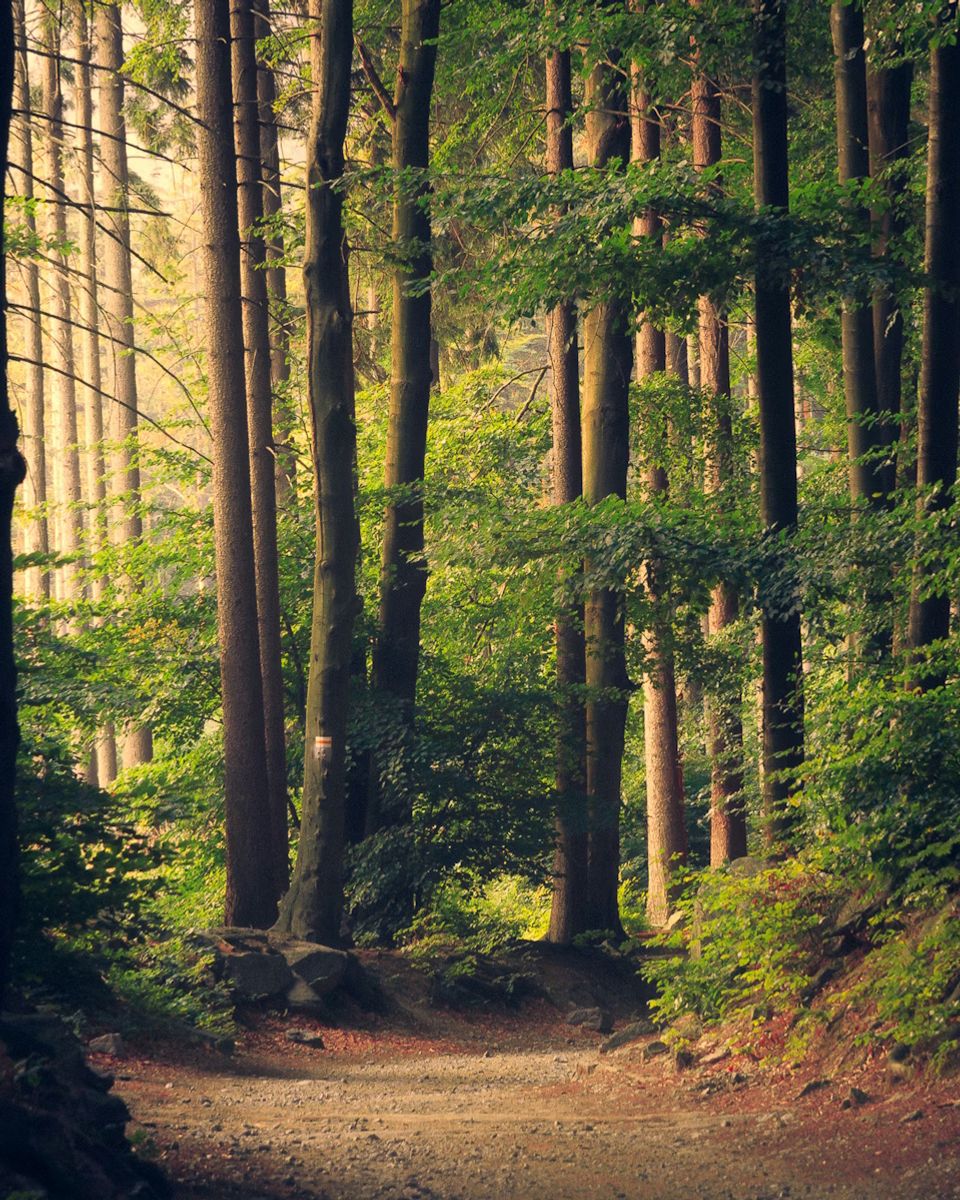 Workshop trail photograph.