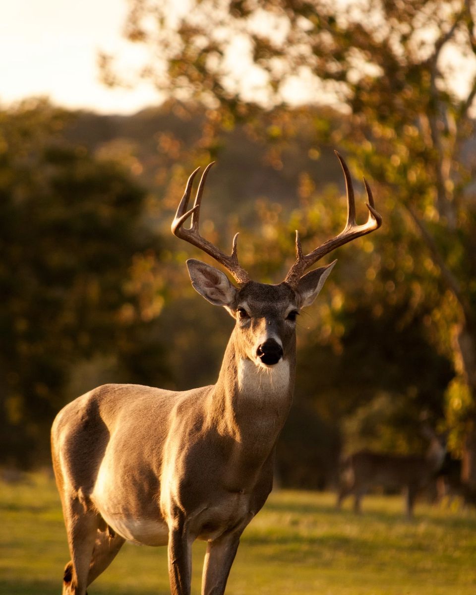 Workshop client wildlife image.