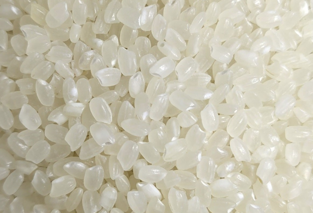 Japonica rice