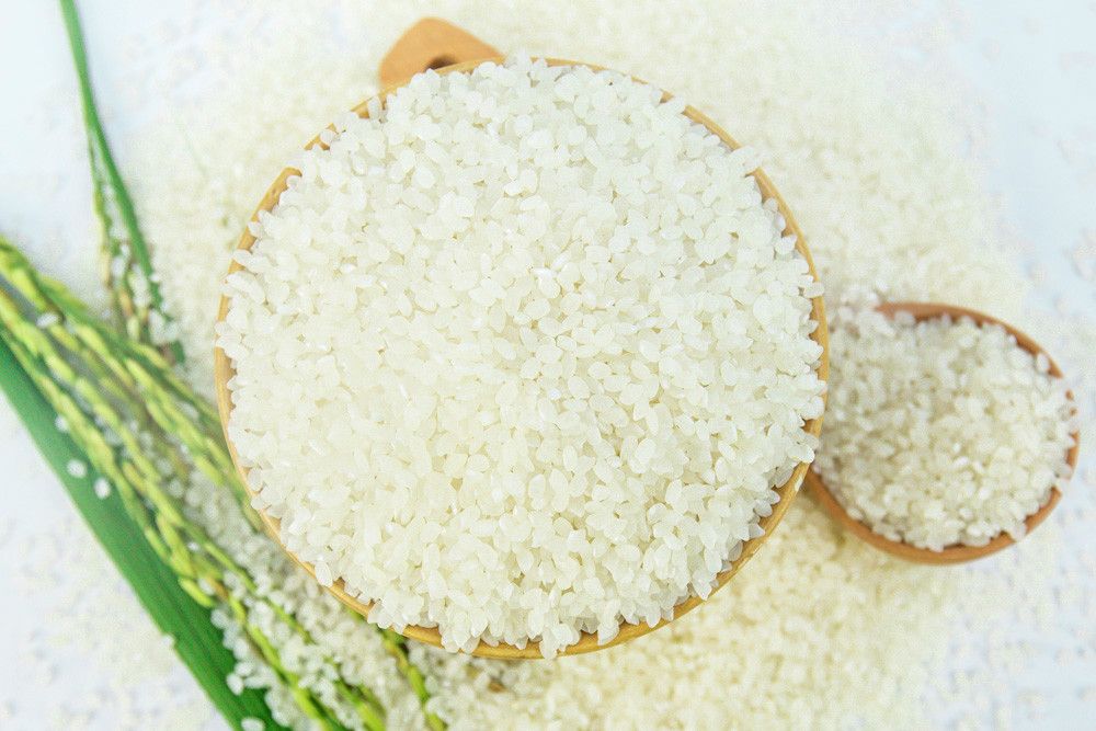 Vietnam Japonica rice