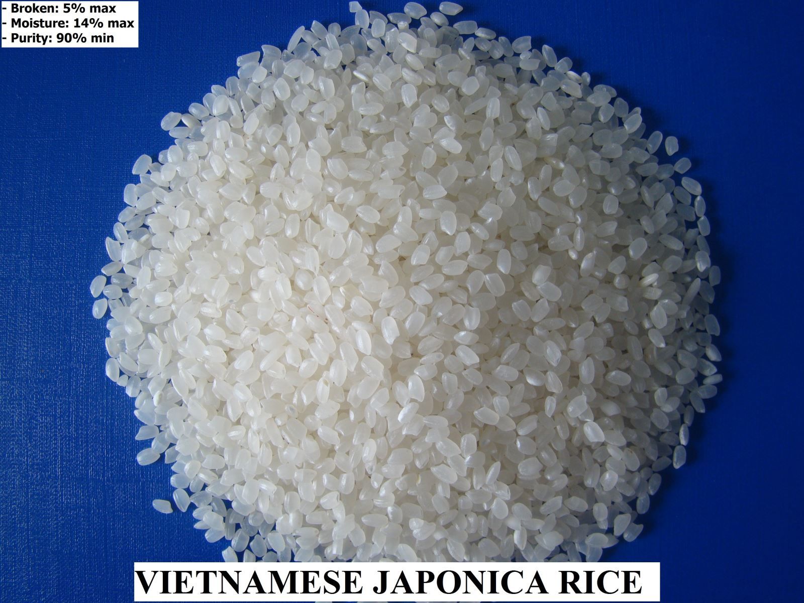 JAPONICA RICE