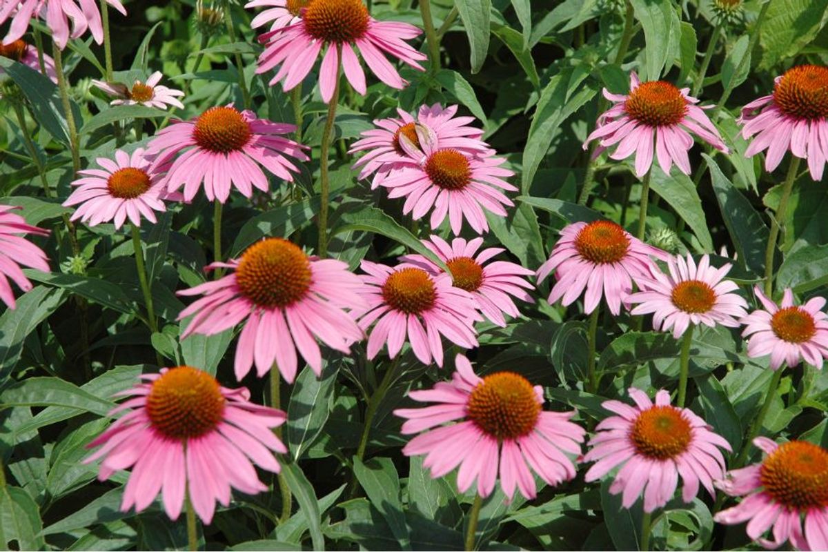 Hoa cúc tím (Echinacea)
