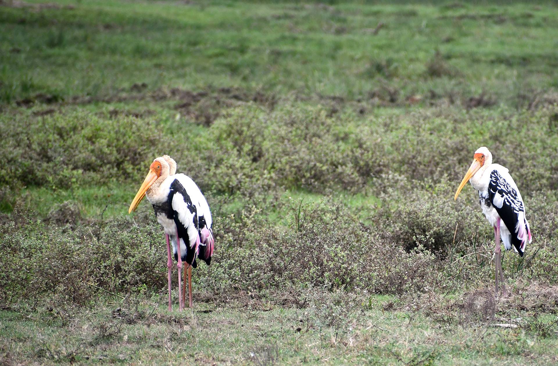 Kumana National Park by Bruce Sutherland