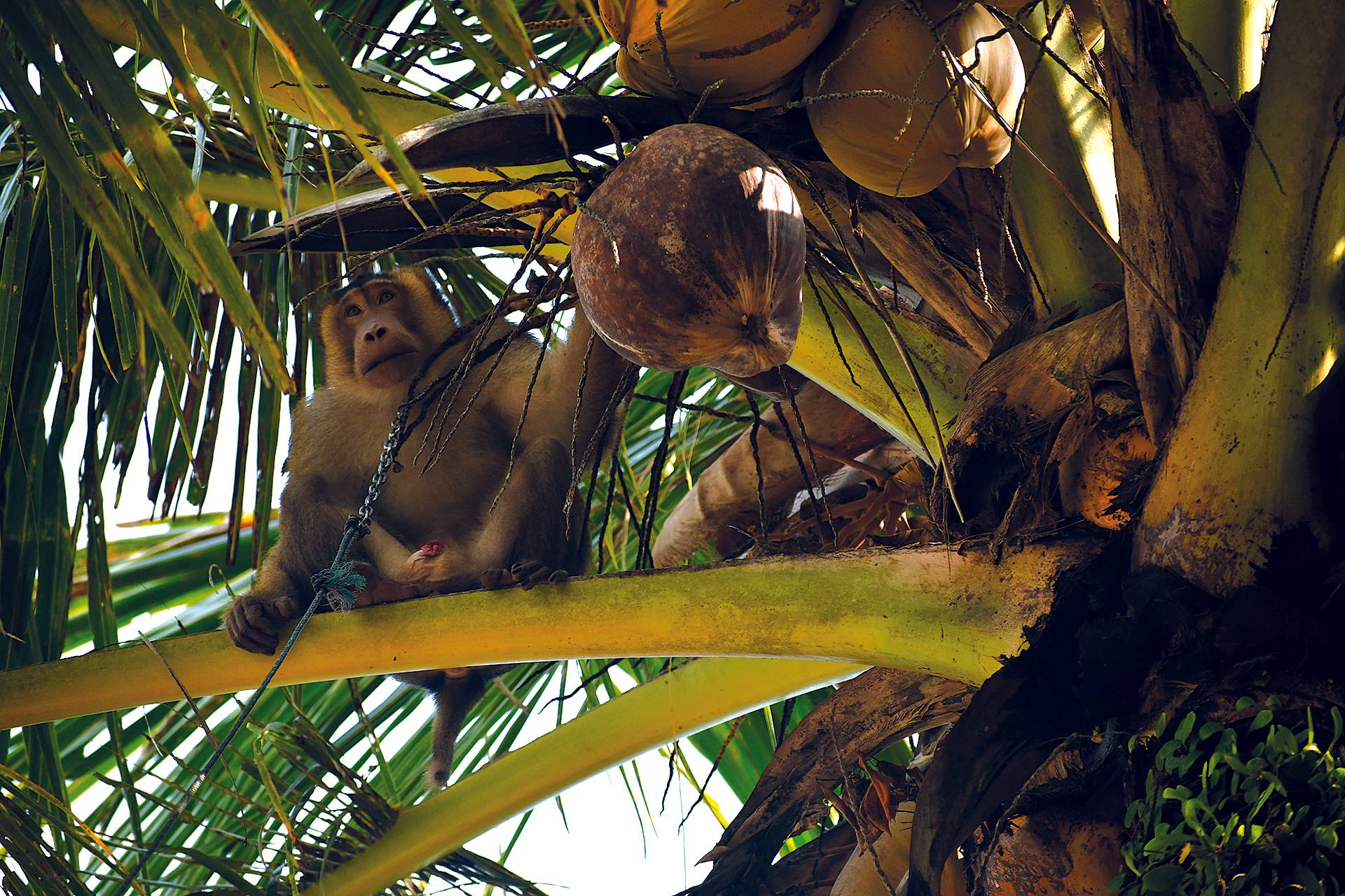 Monkey coconut collector by Bruce Sutherland