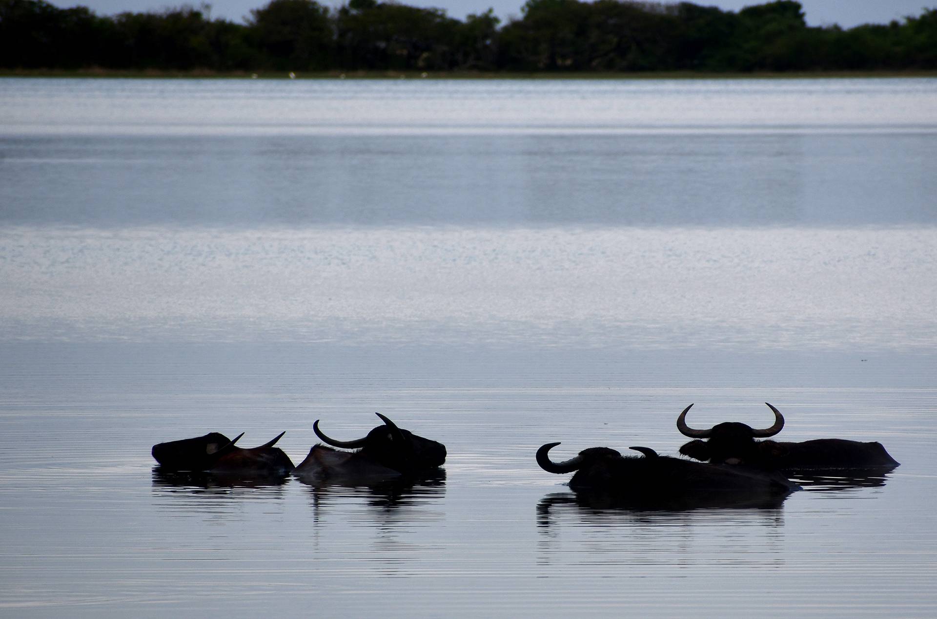 Kumana National Park by Bruce Sutherland