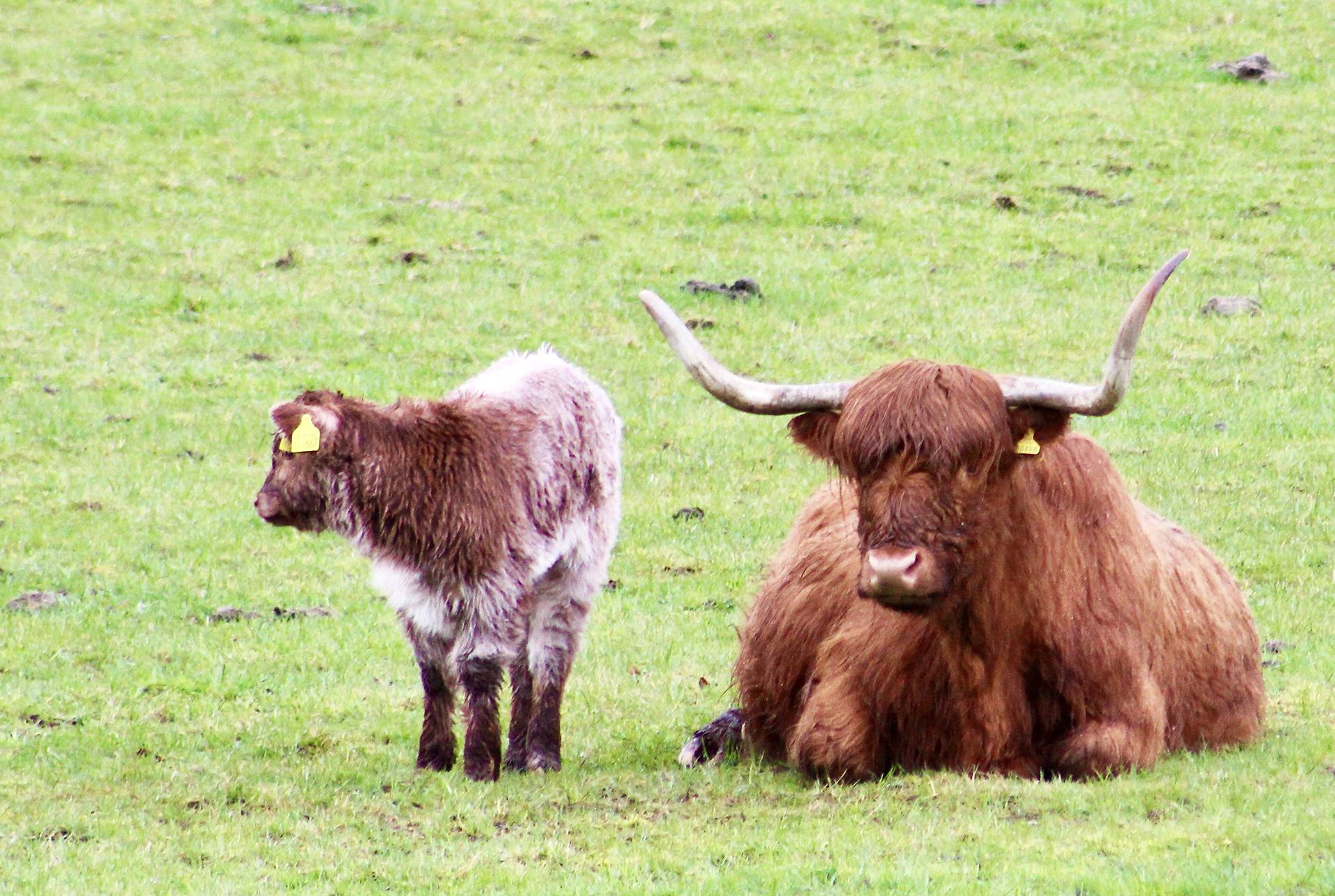 Scotland Travel Highland Cattle by Ollie Fitzjones