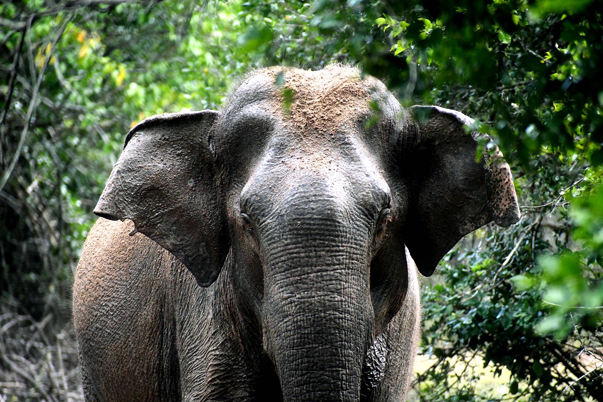 Kumana National Park by Bruce Sutherland