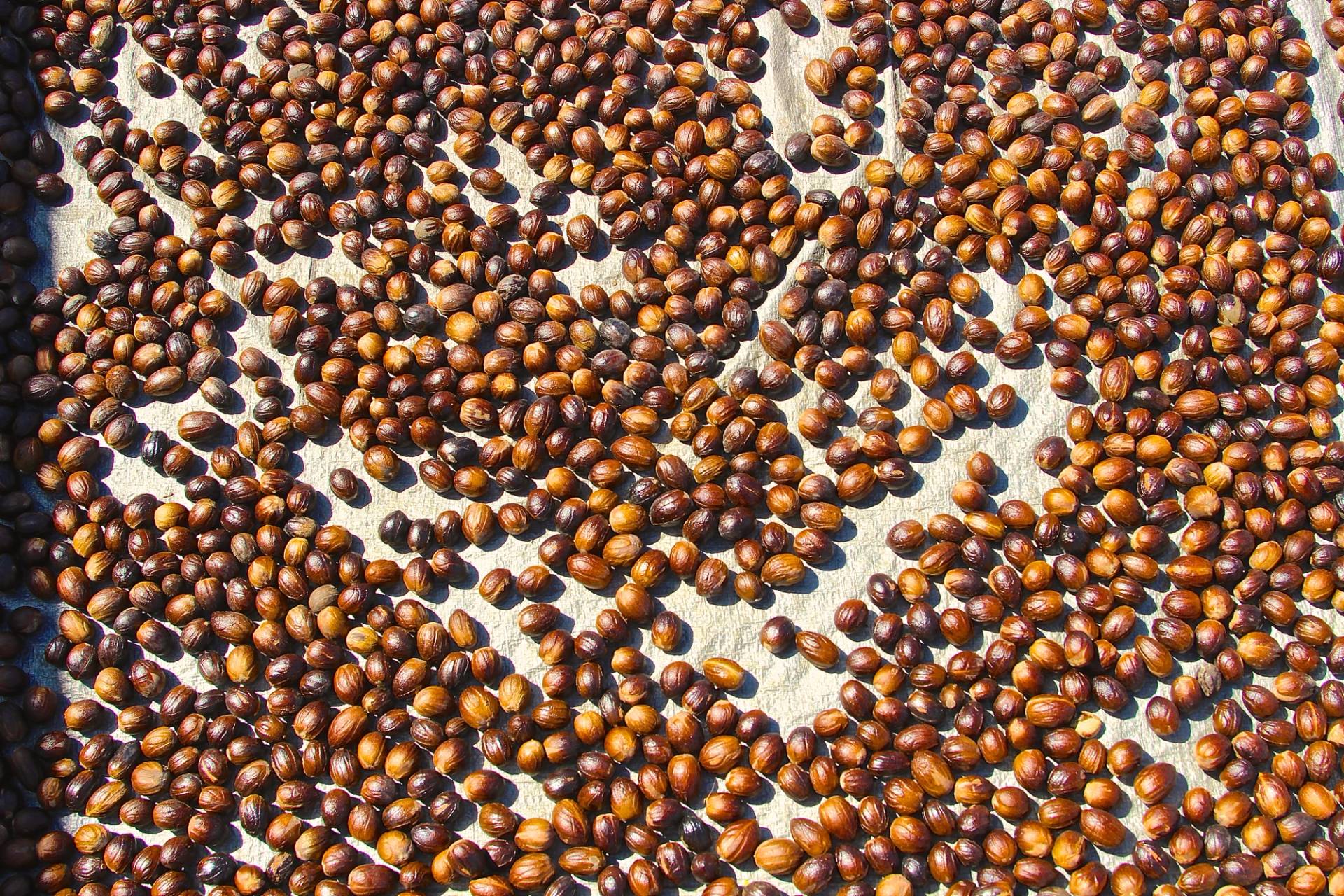 Nutmeg drying in the sun by Ollie Fitzjones