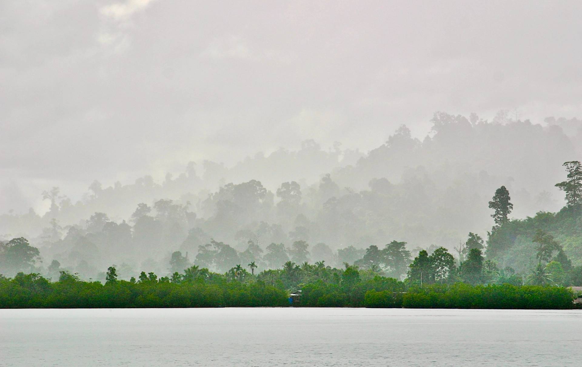 Mentawai Jungle by Ollie Fitzjones