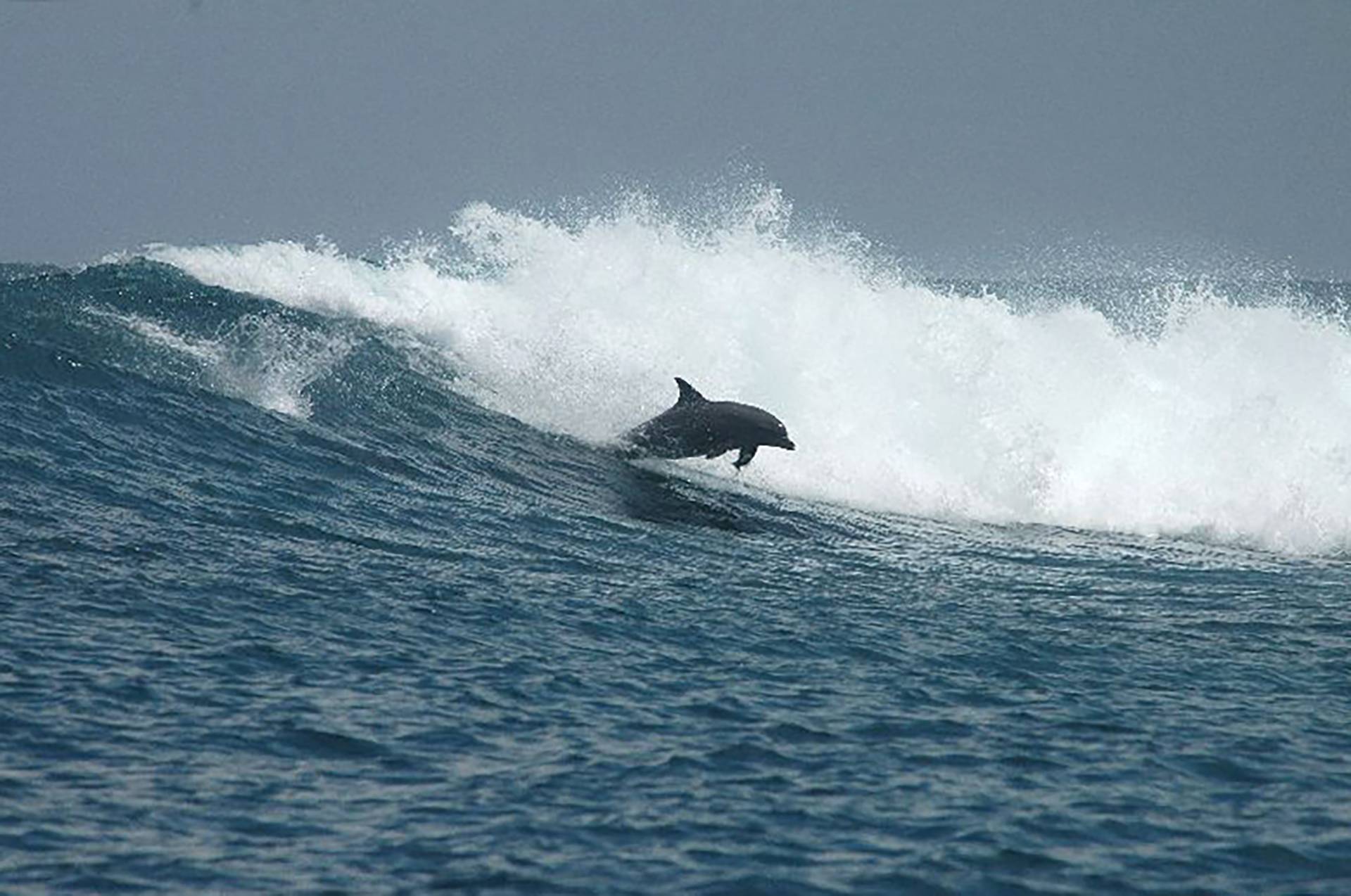 Maldives Travel - Surfing Dolphin by Antony 'YEP' Colas