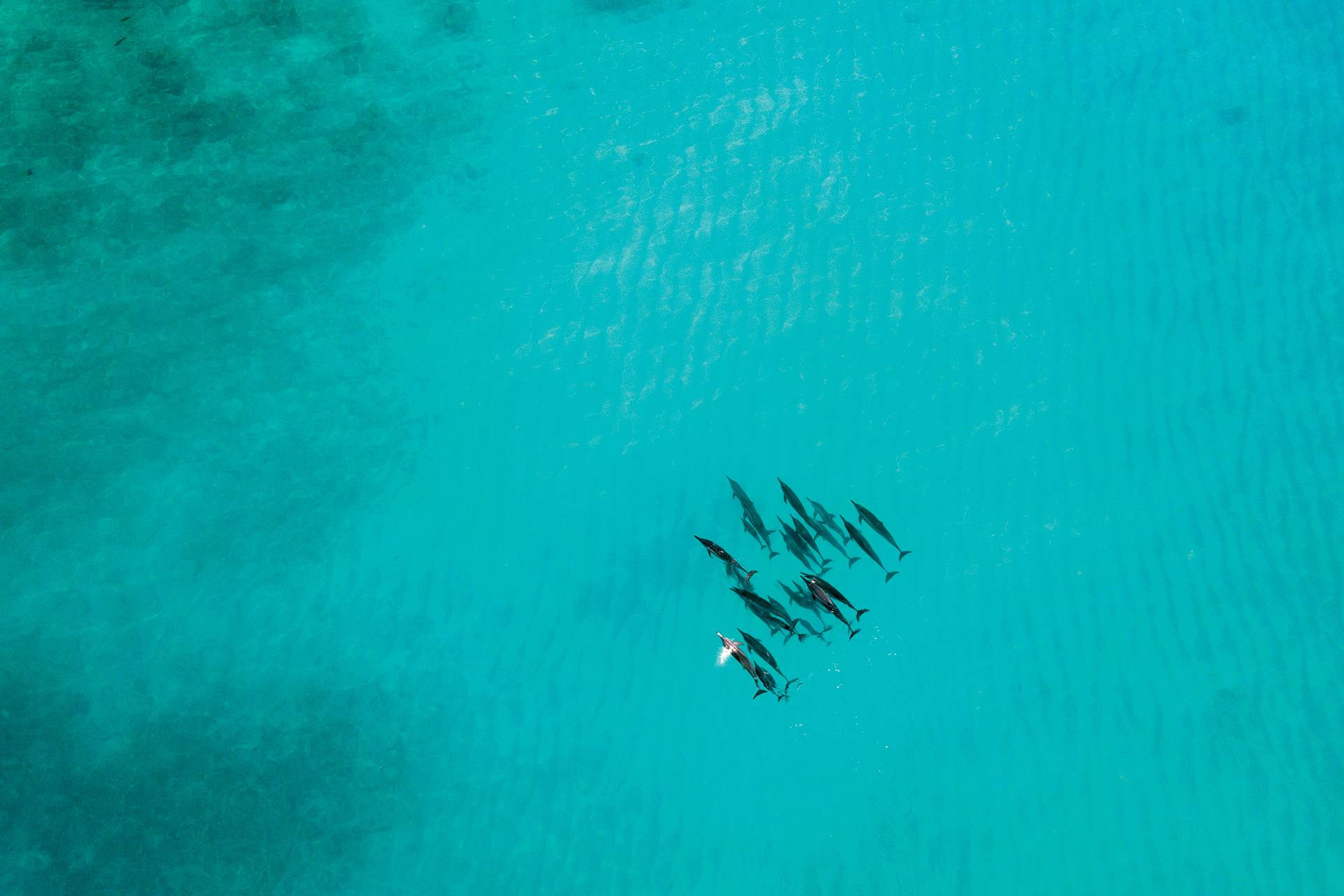 Maldives Travel - Dolphins by Antony 'YEP' Colas