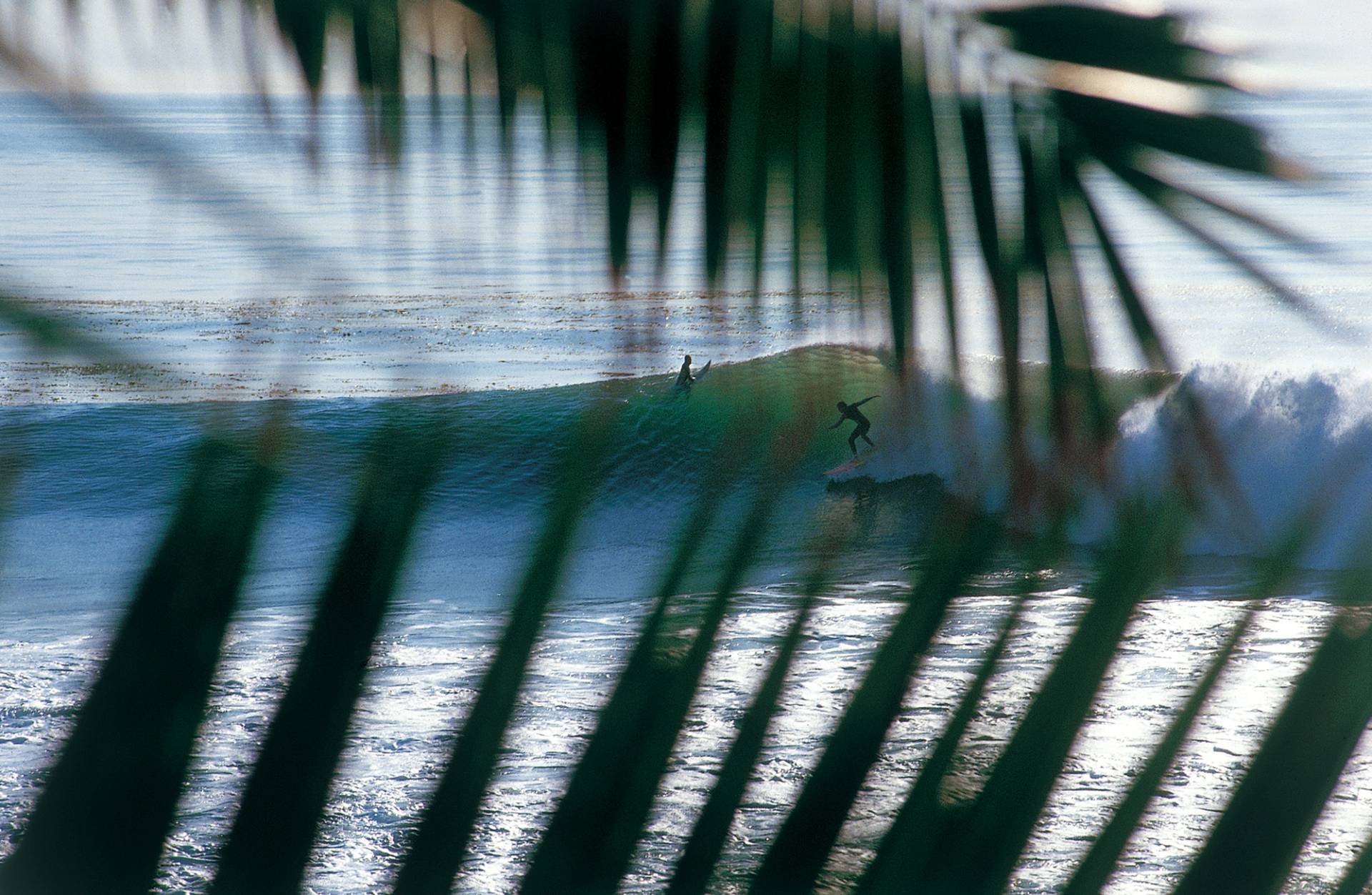 Palos Verdes Cove by Don Balch