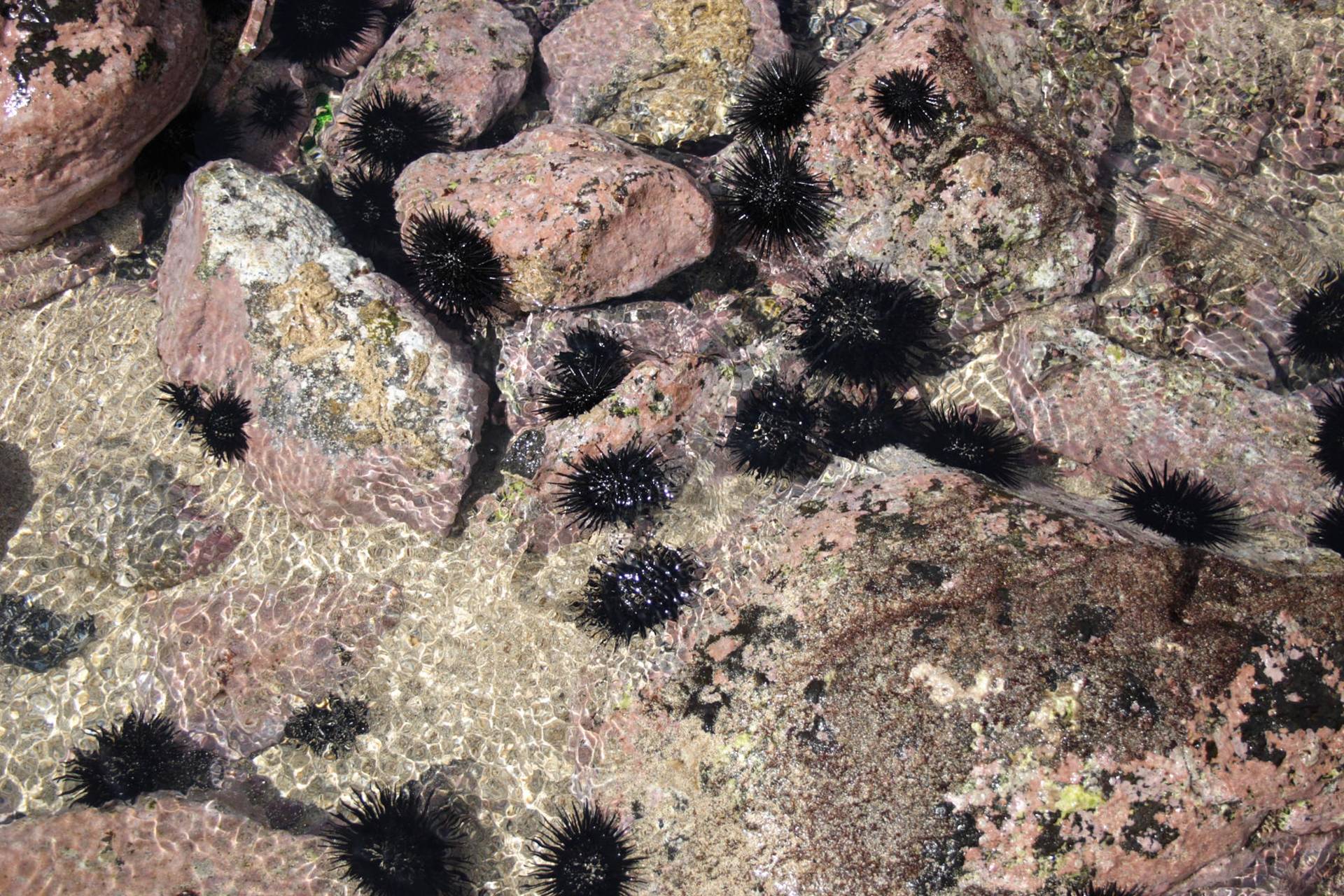 Urchins by Ollie Fitzjones