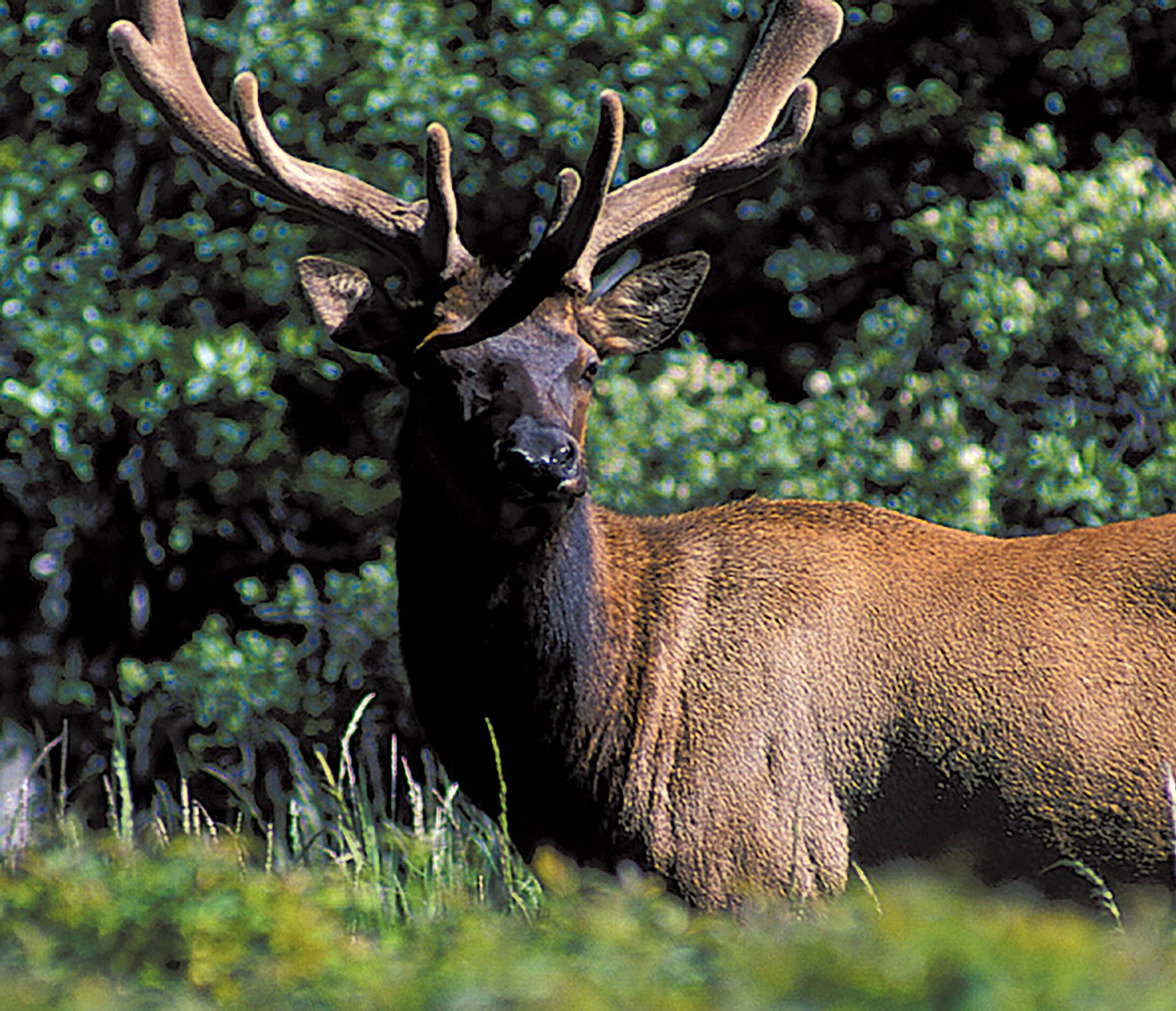 NorCal Elk by Michael Kew