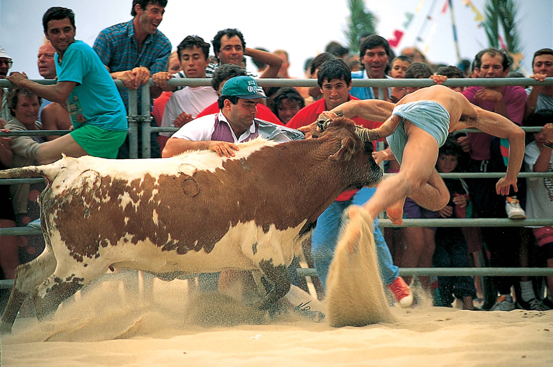 Portuguese Bull Entertainment by Mark Stevenson