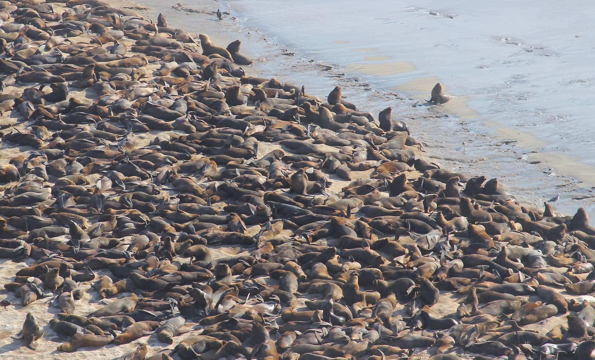 Sealion Colony South Piura by Ollie Fitzjones