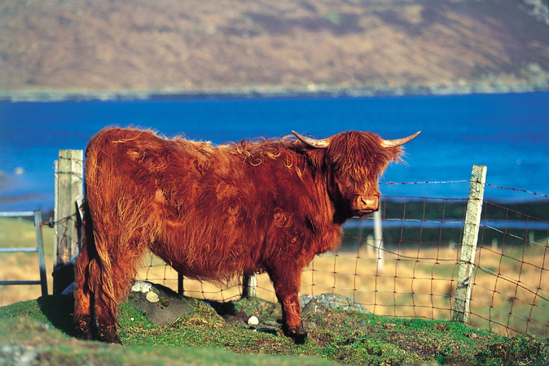 Highland Cow by Alex Williams