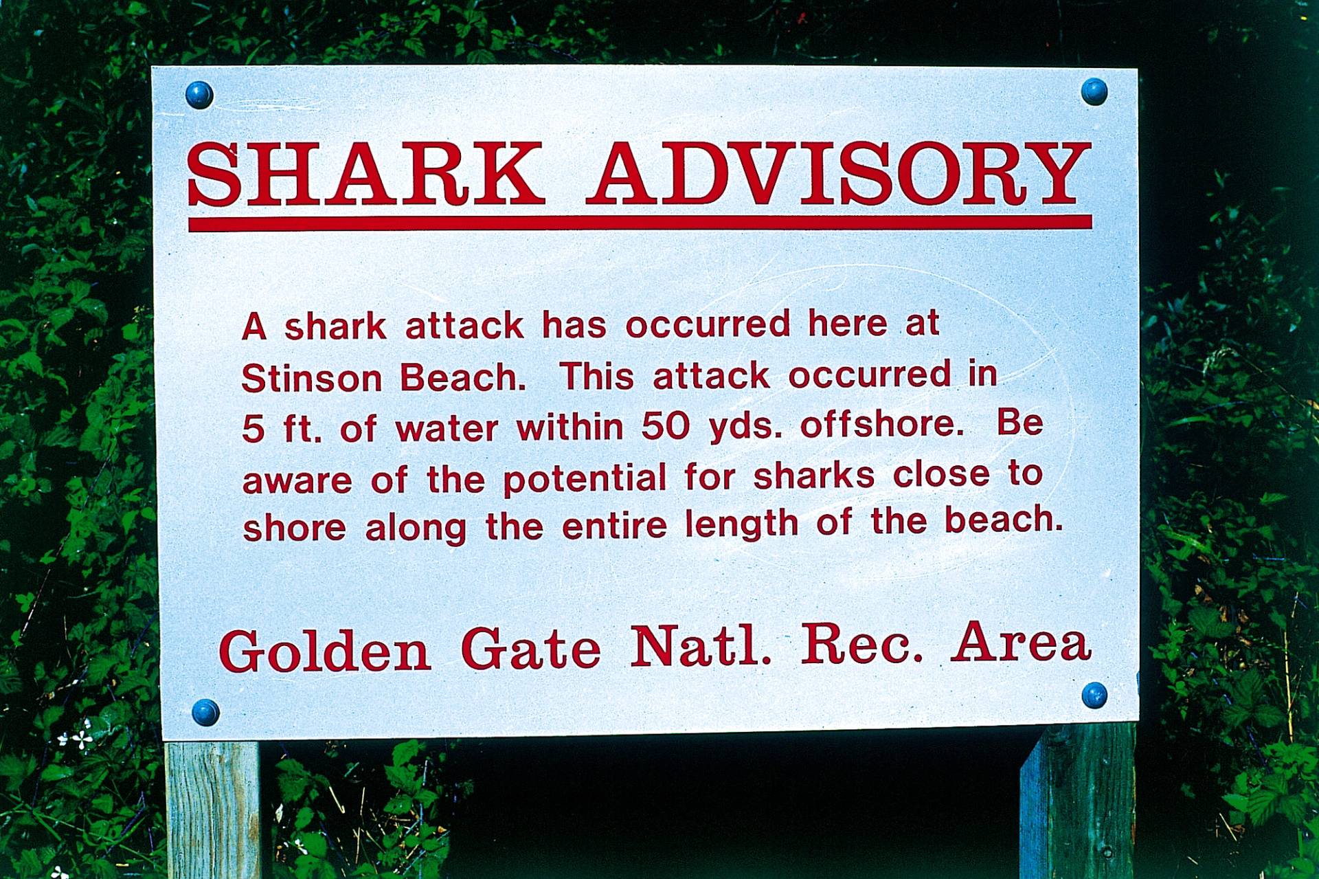 Marin County Shark Warning by Michael Kew