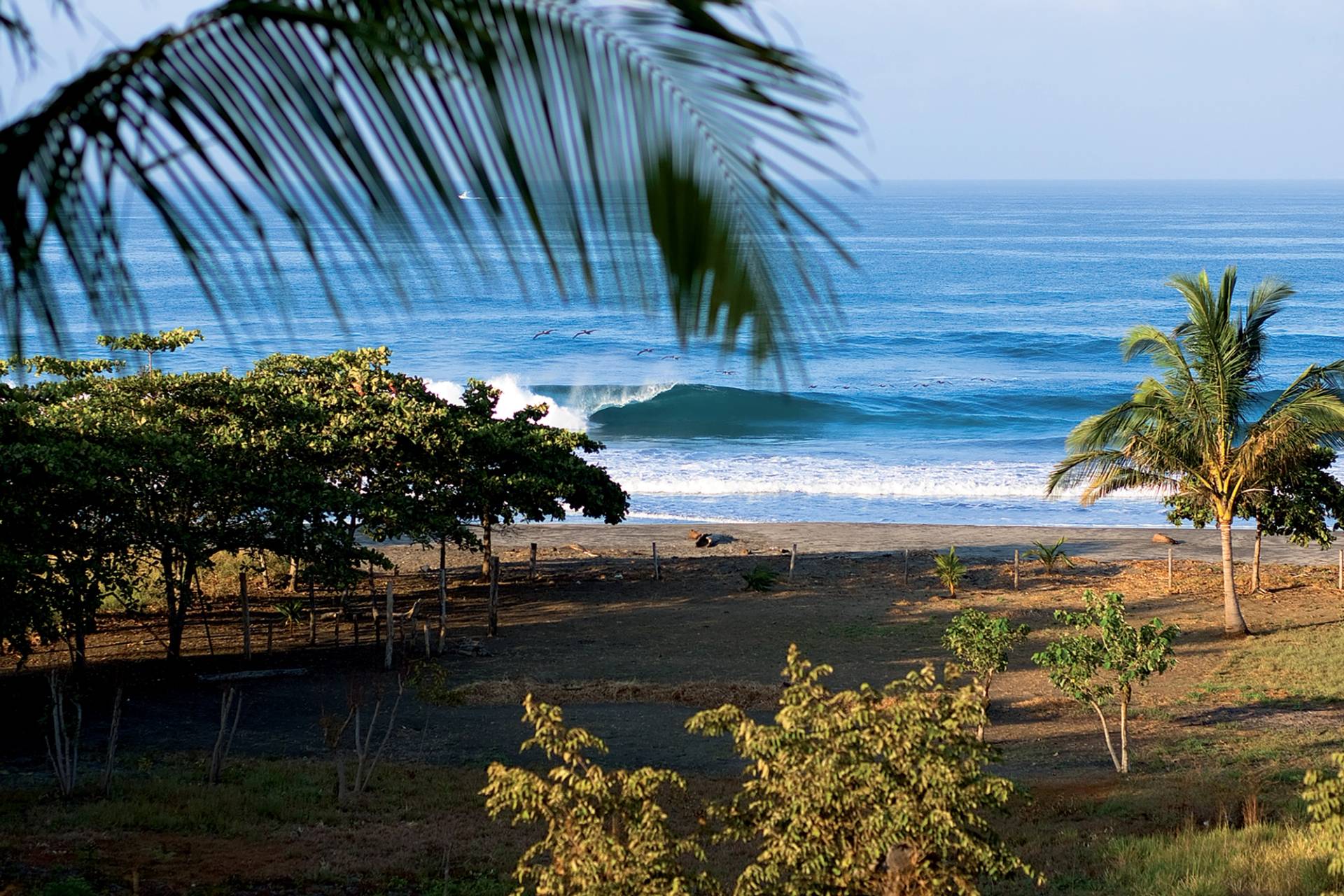 Tamarindo by Nick Lavecchia