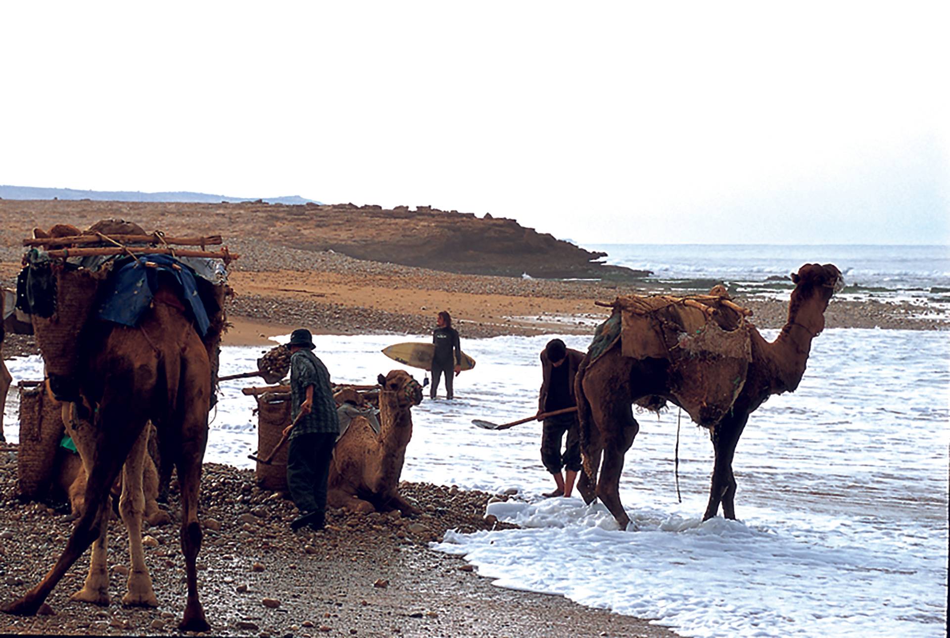 Camels by Julian Wicksteed