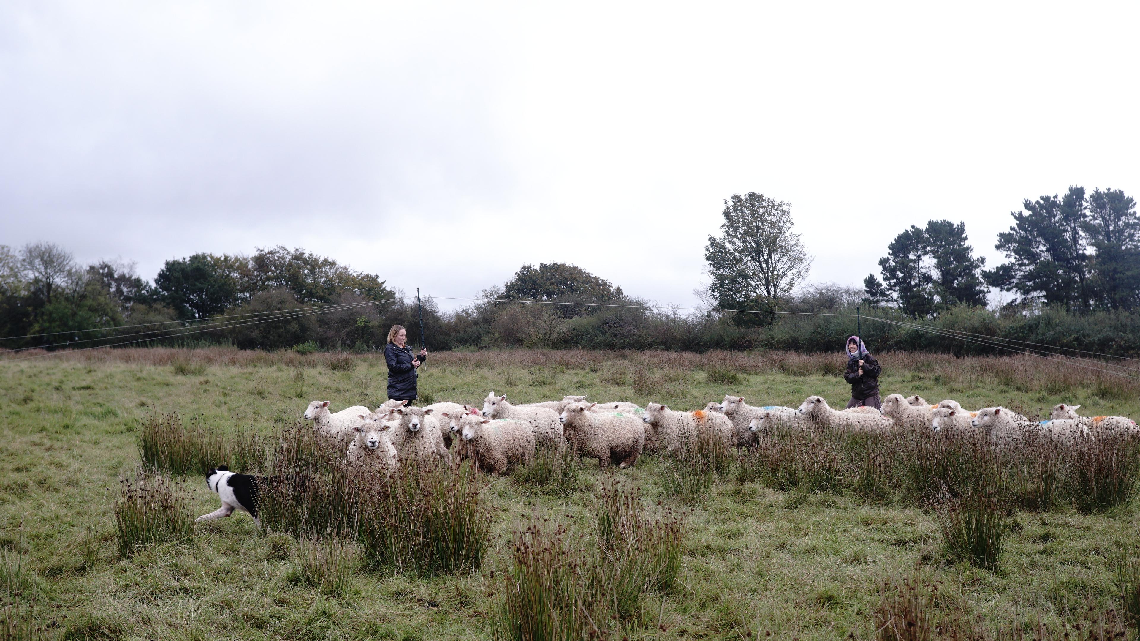 People herding sheep with a dog in a grassy field