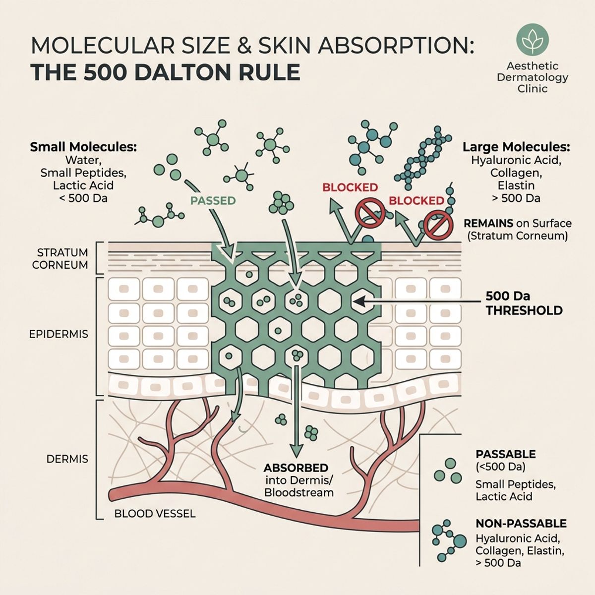 A scientific diagram showing molecular sizes relative to the 500 Dalton skin barrier threshold