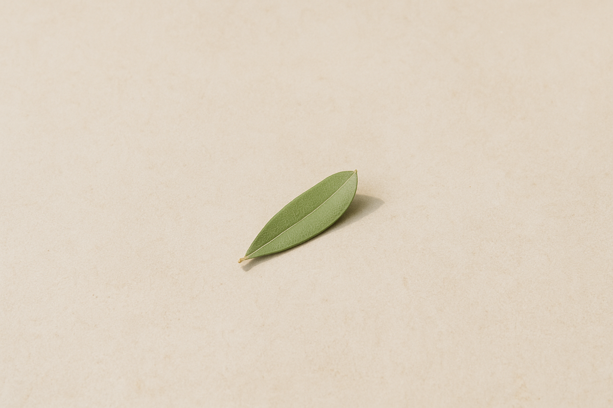 A single olive leaf on a wide empty stone surface