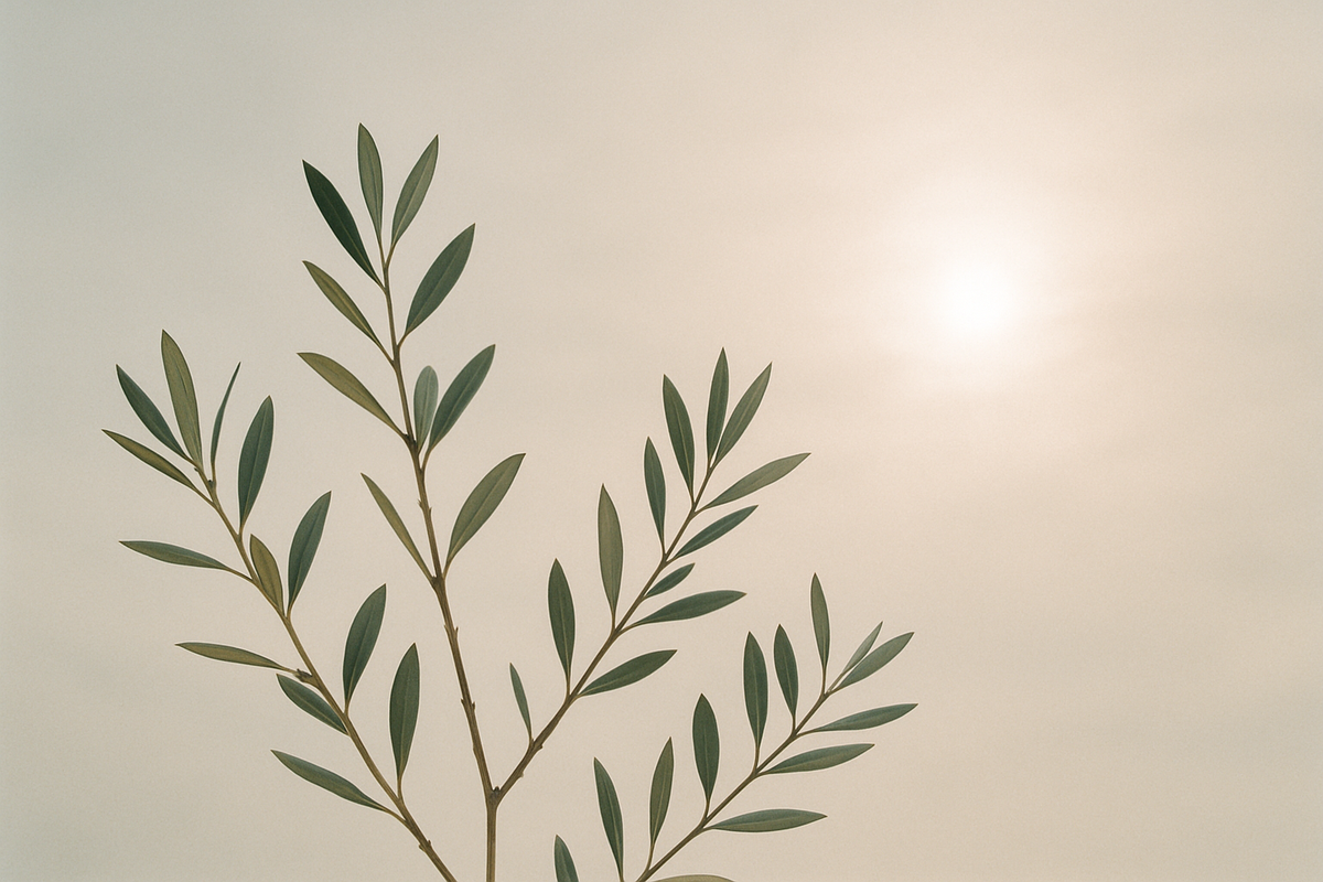 Bare olive branches against a pale winter sky