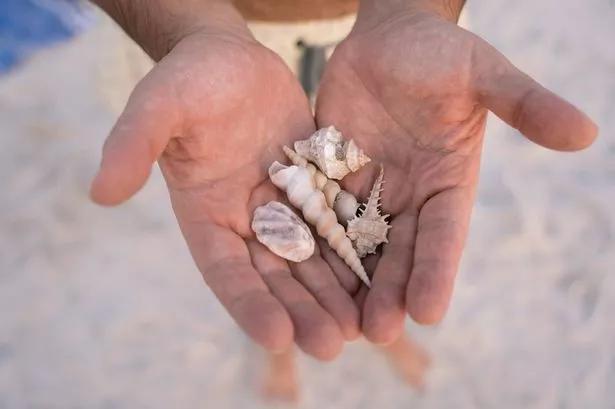Beachgoer's Brush with Death: A Cautionary Tale of a Deadly Shell Encounter