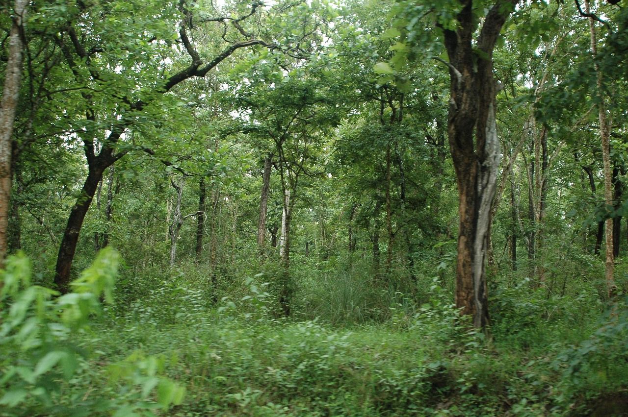 Bandipur
