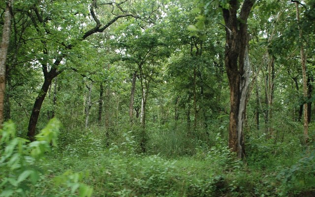 Bandipur
