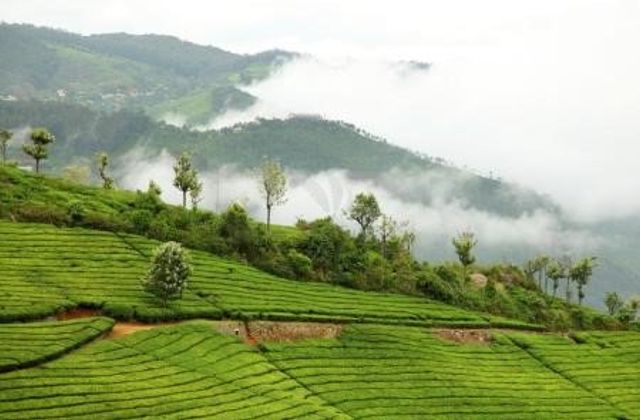 Ooty