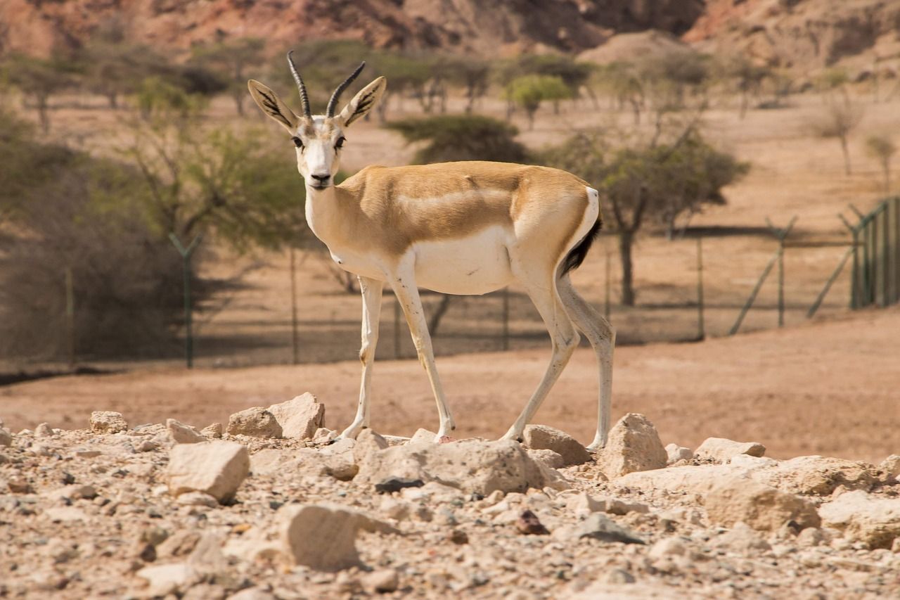 Sir Bani Yas Island
